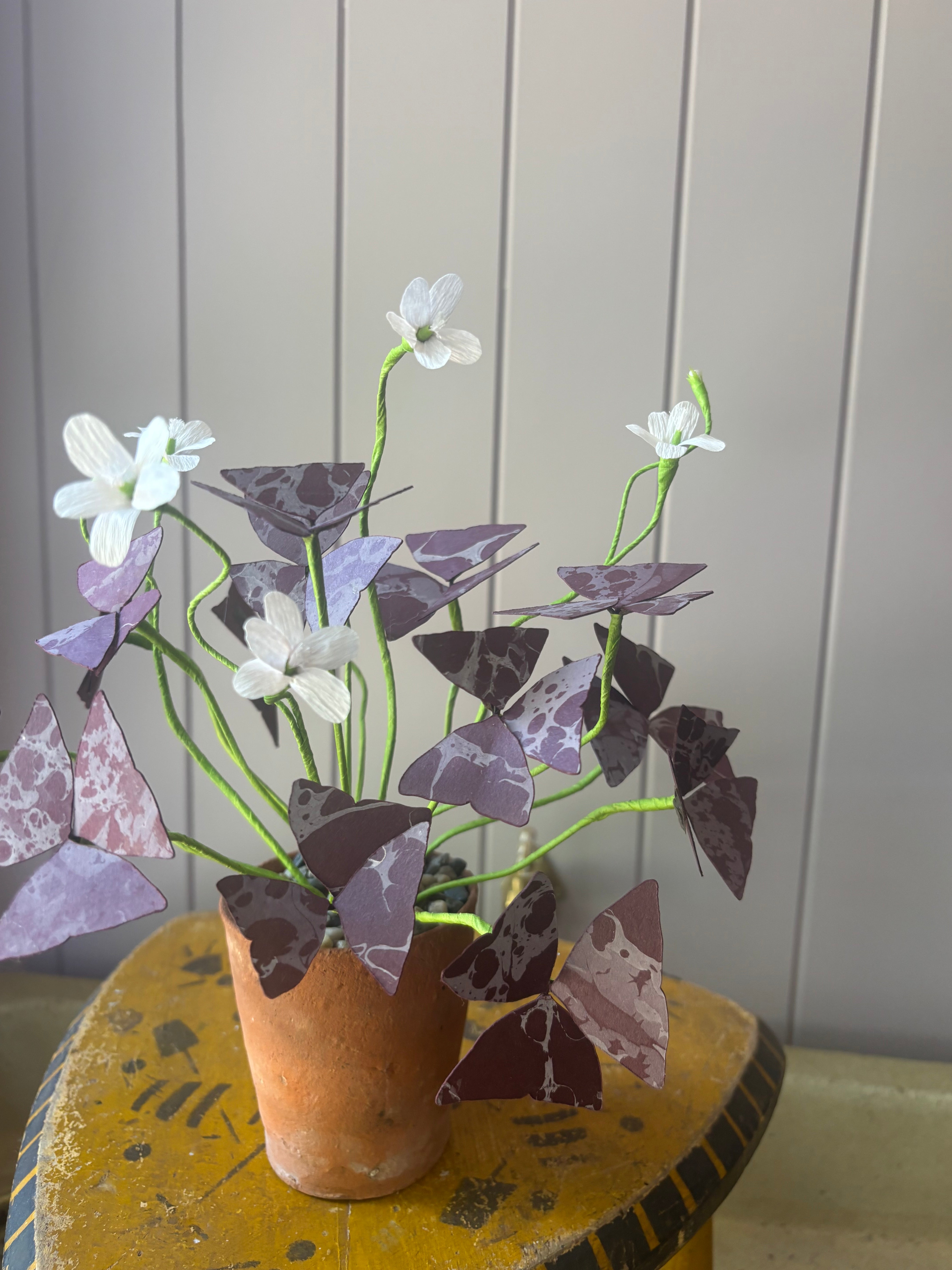 Paper Oxalis