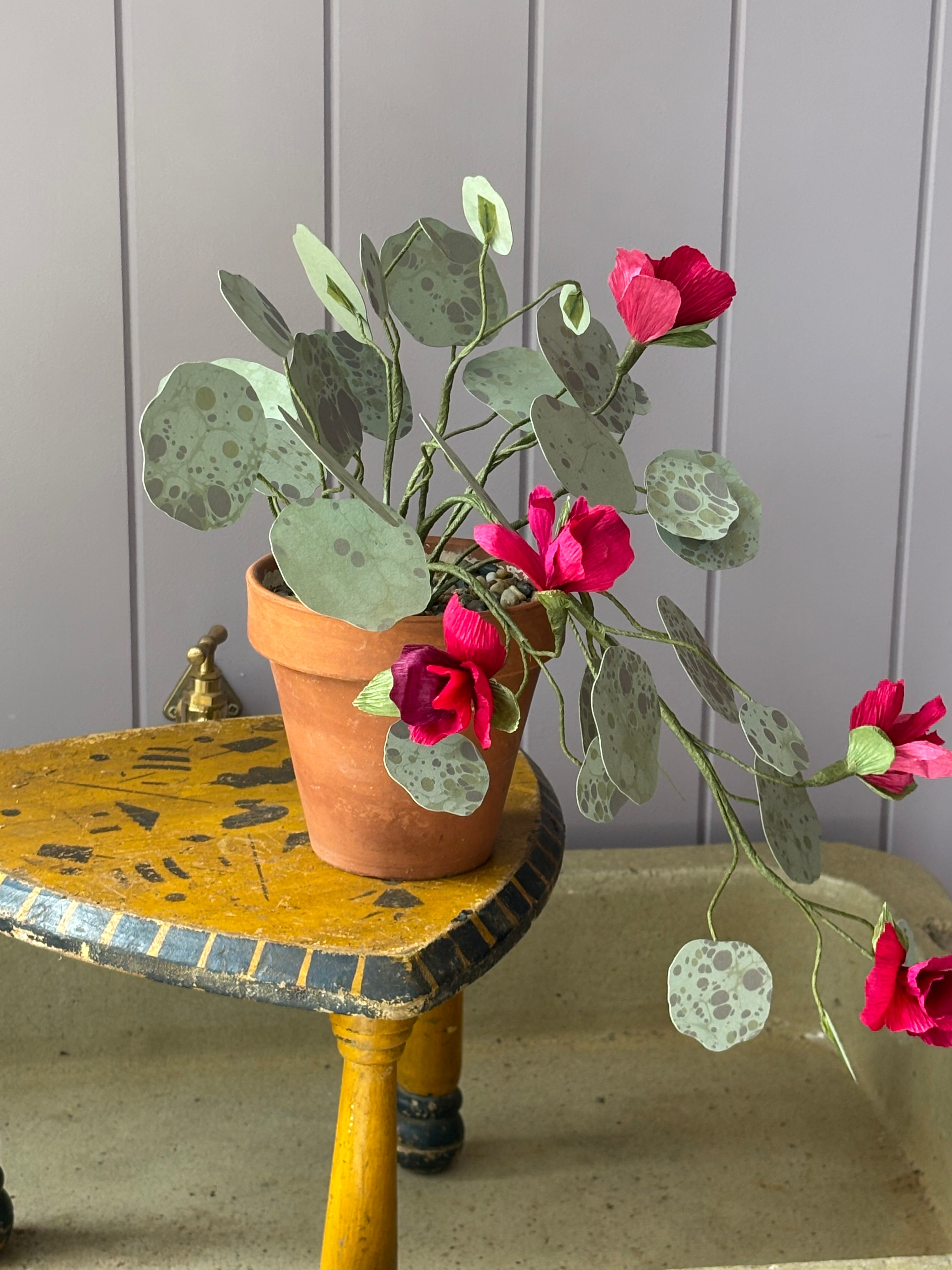 Nasturtium, trailing