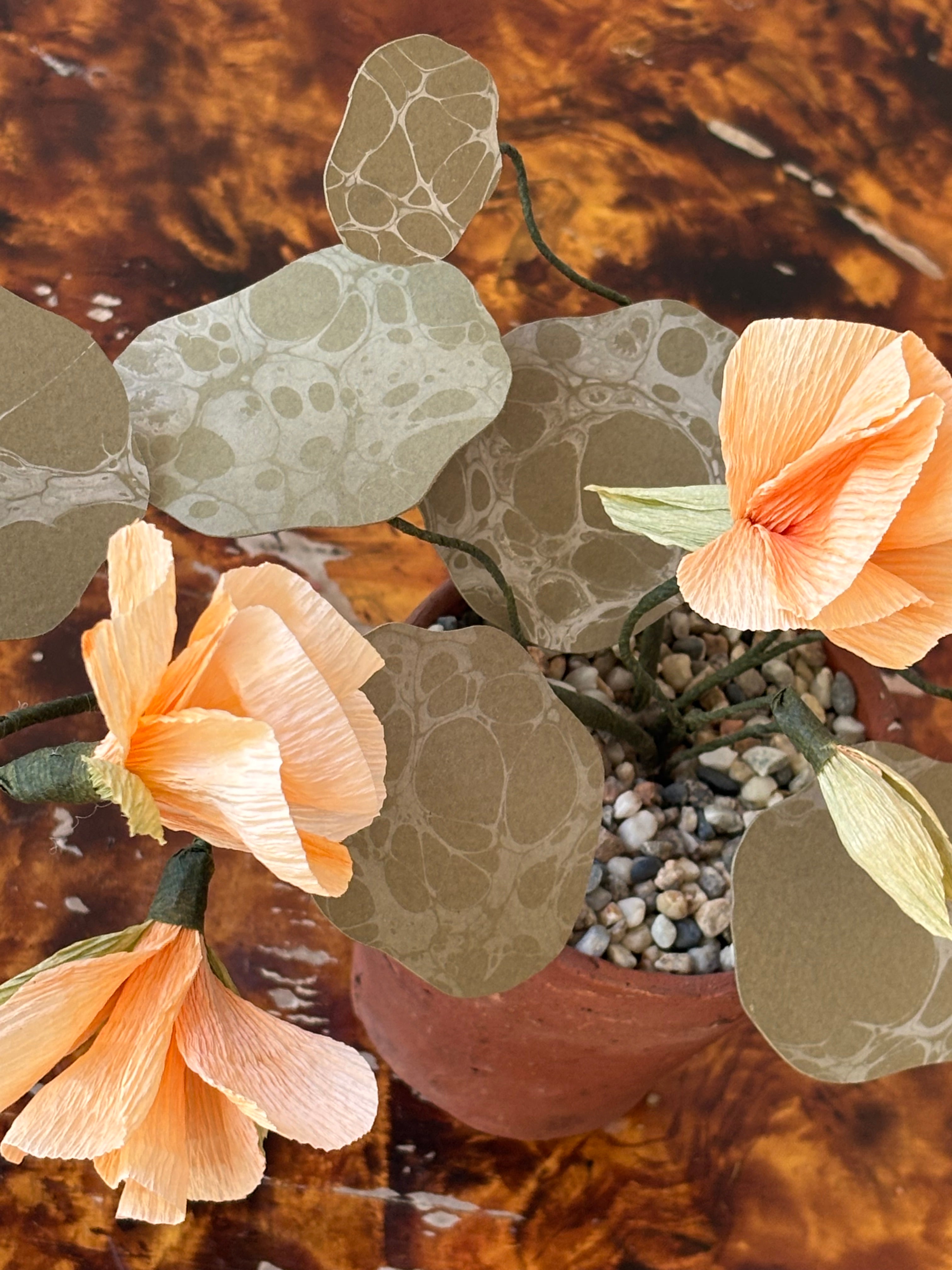 Nasturtium, trailing