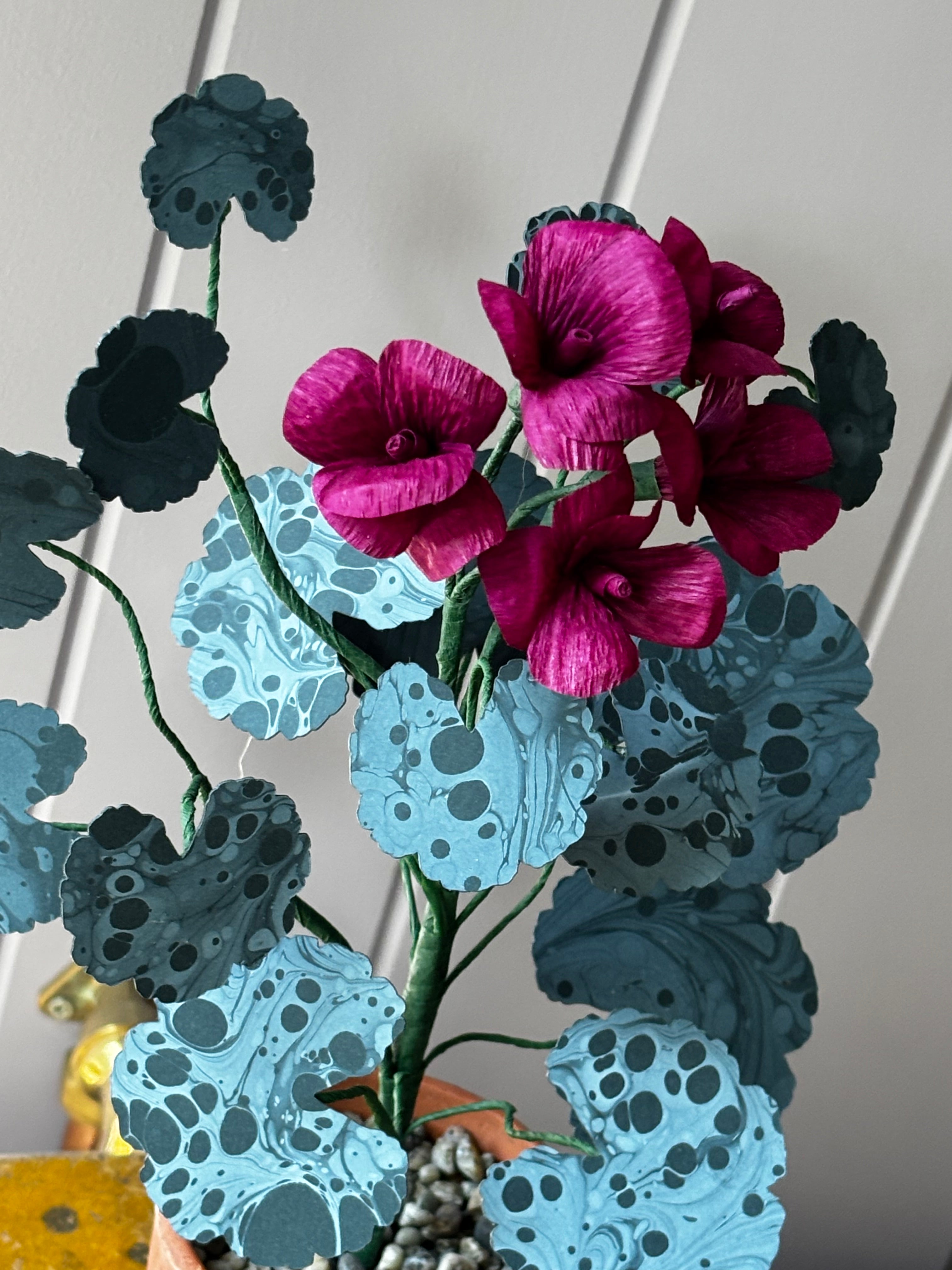 Paper geranium
