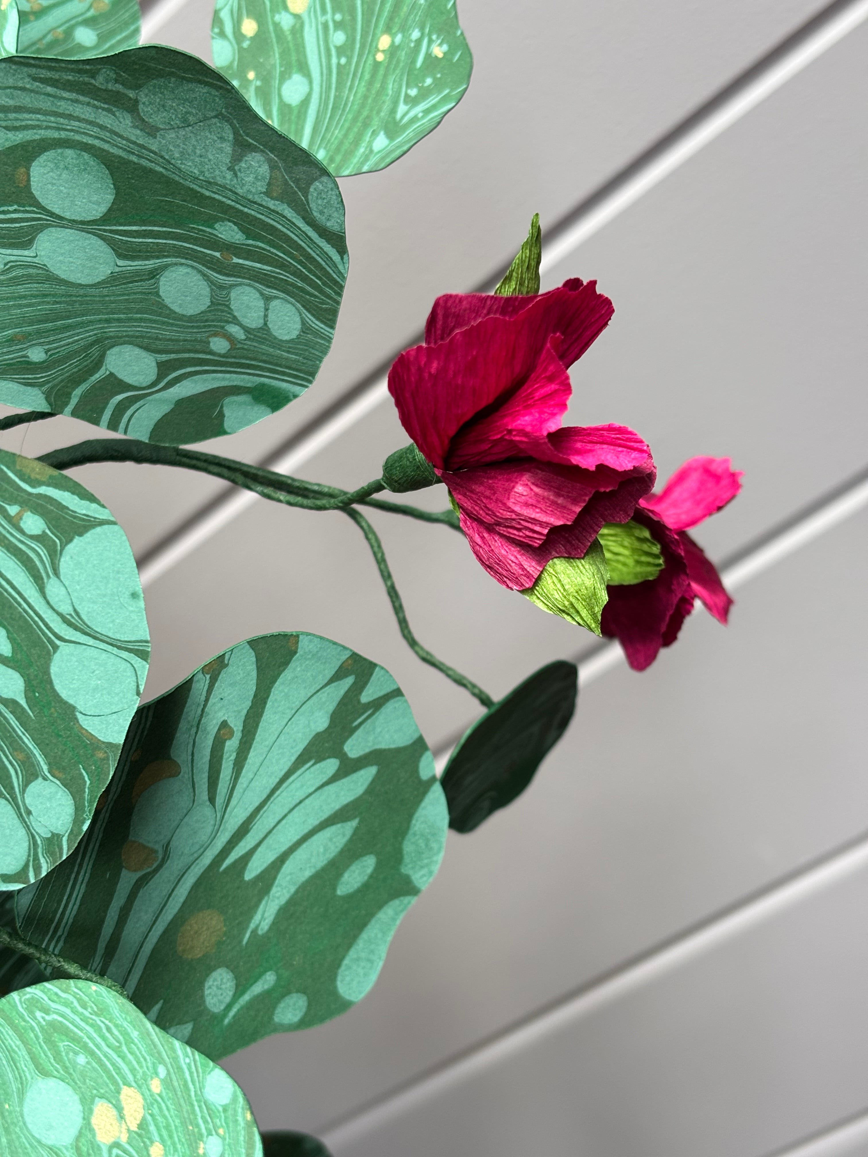 Nasturtium, trailing