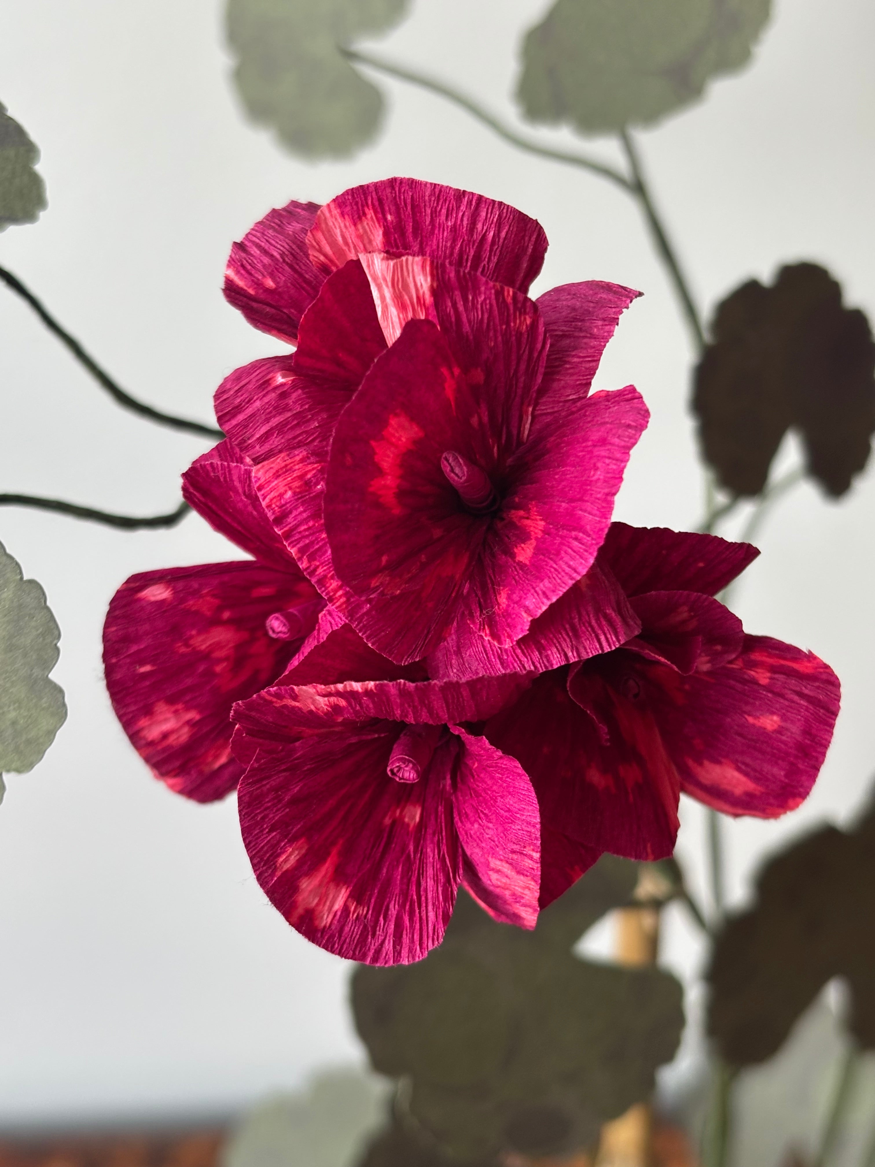 Paper Geranium