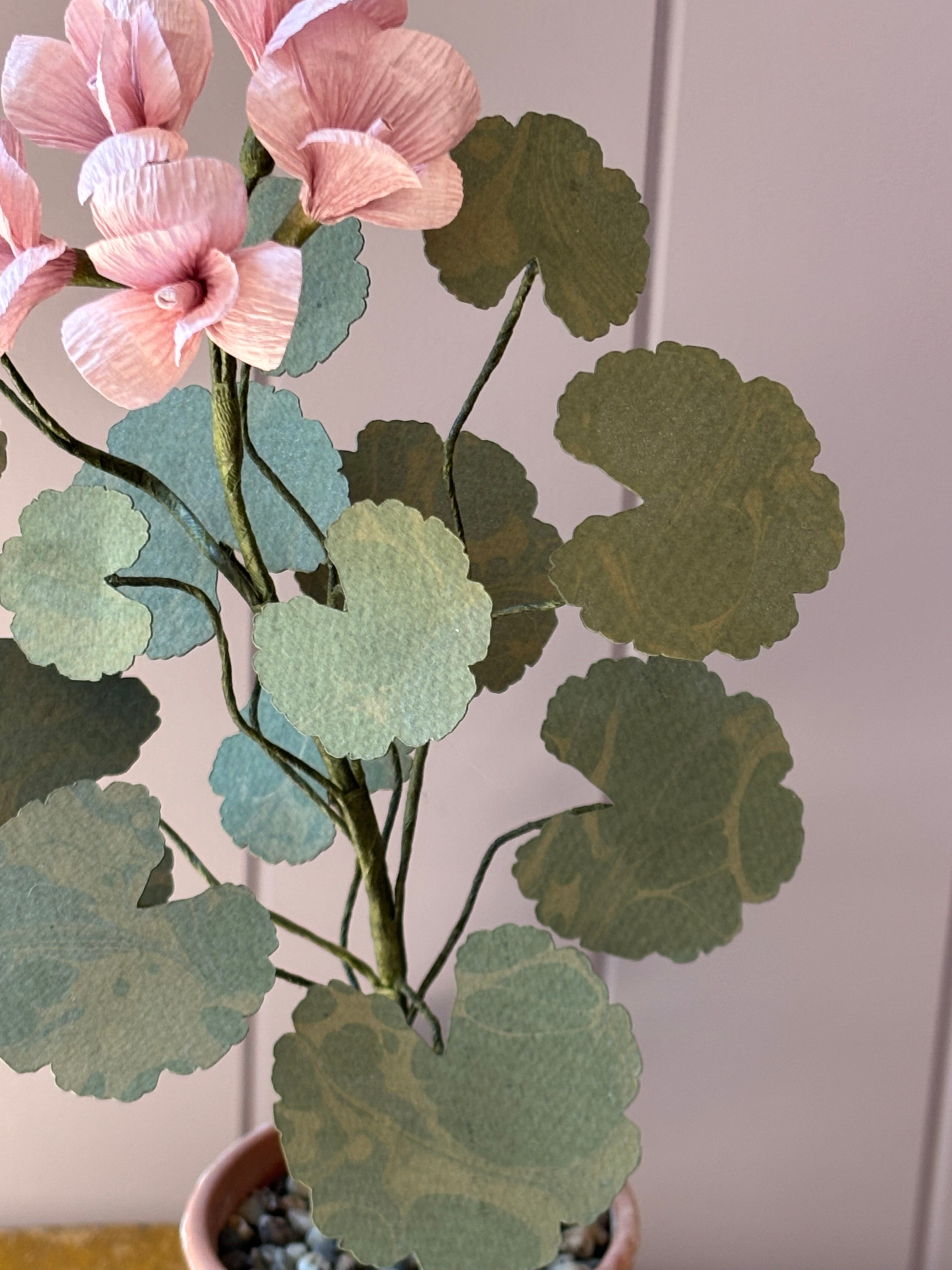 Paper geranium