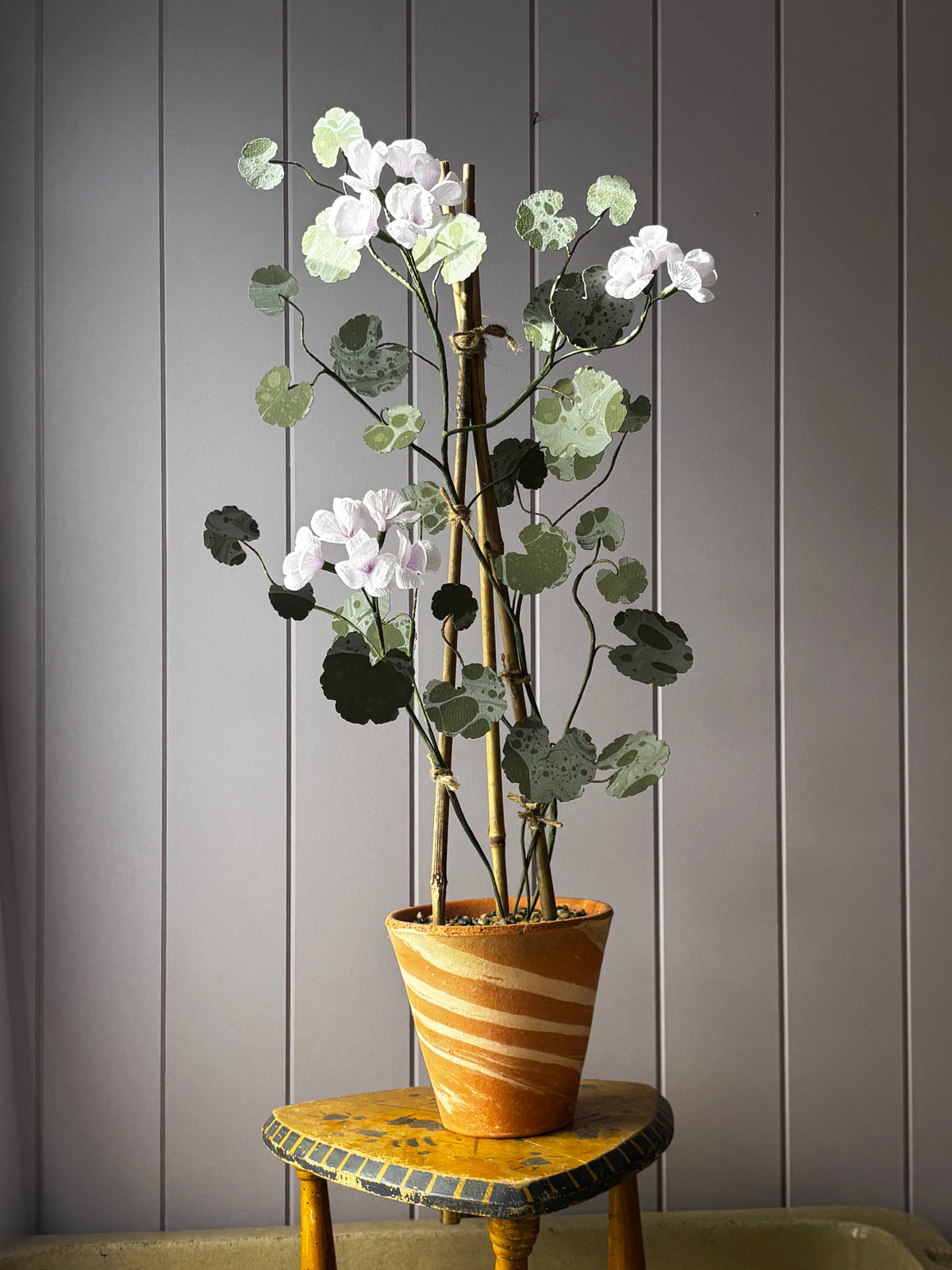 Paper geranium