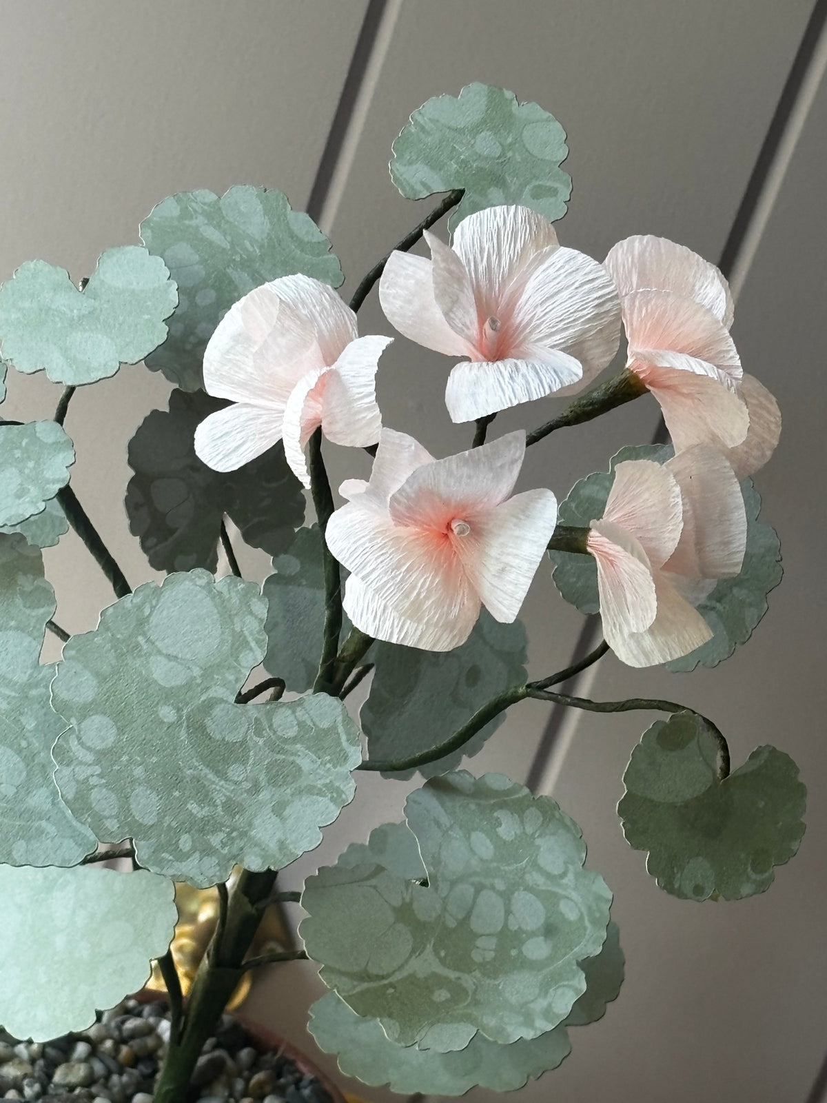 Paper geranium
