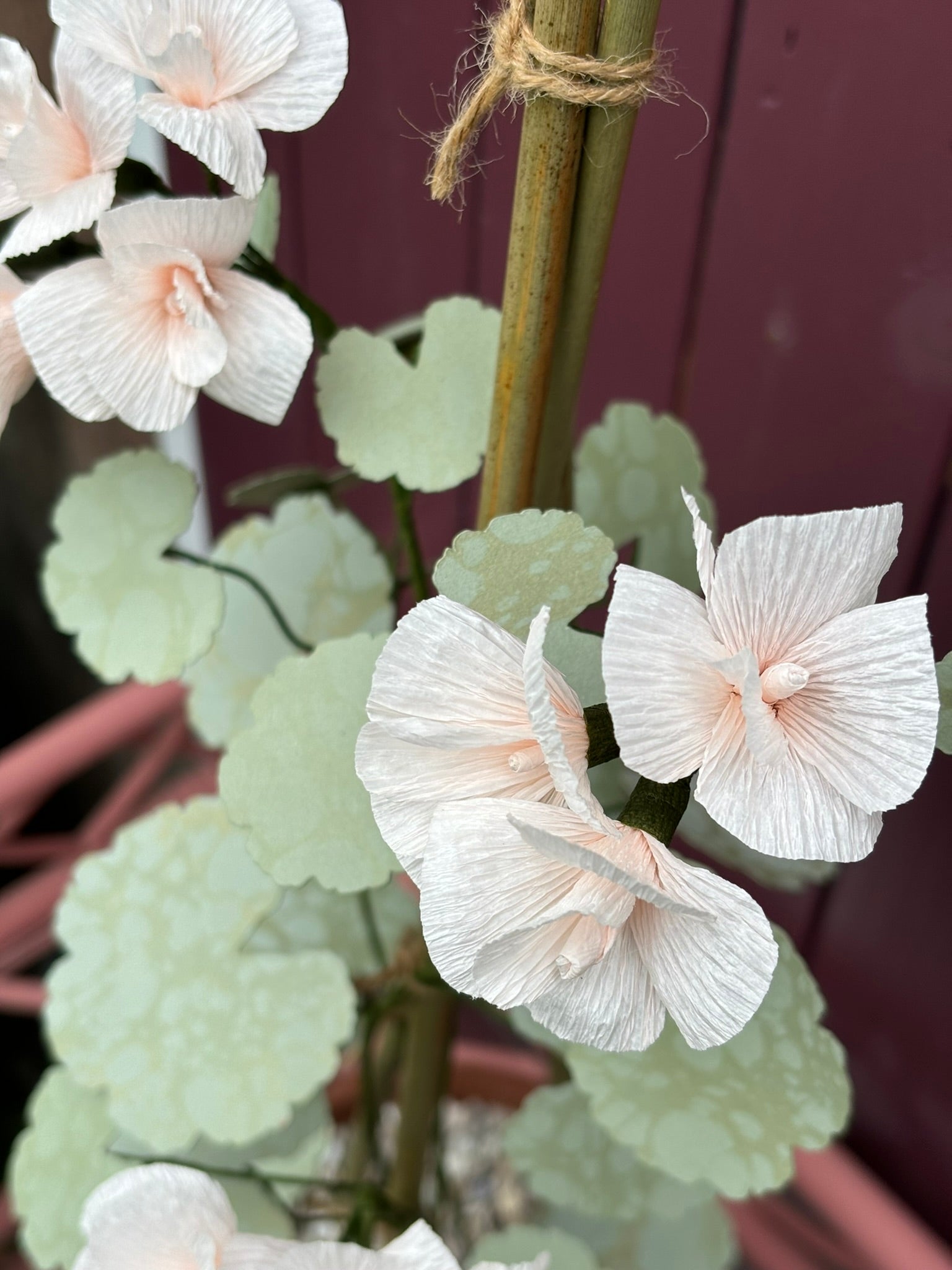 Geranium