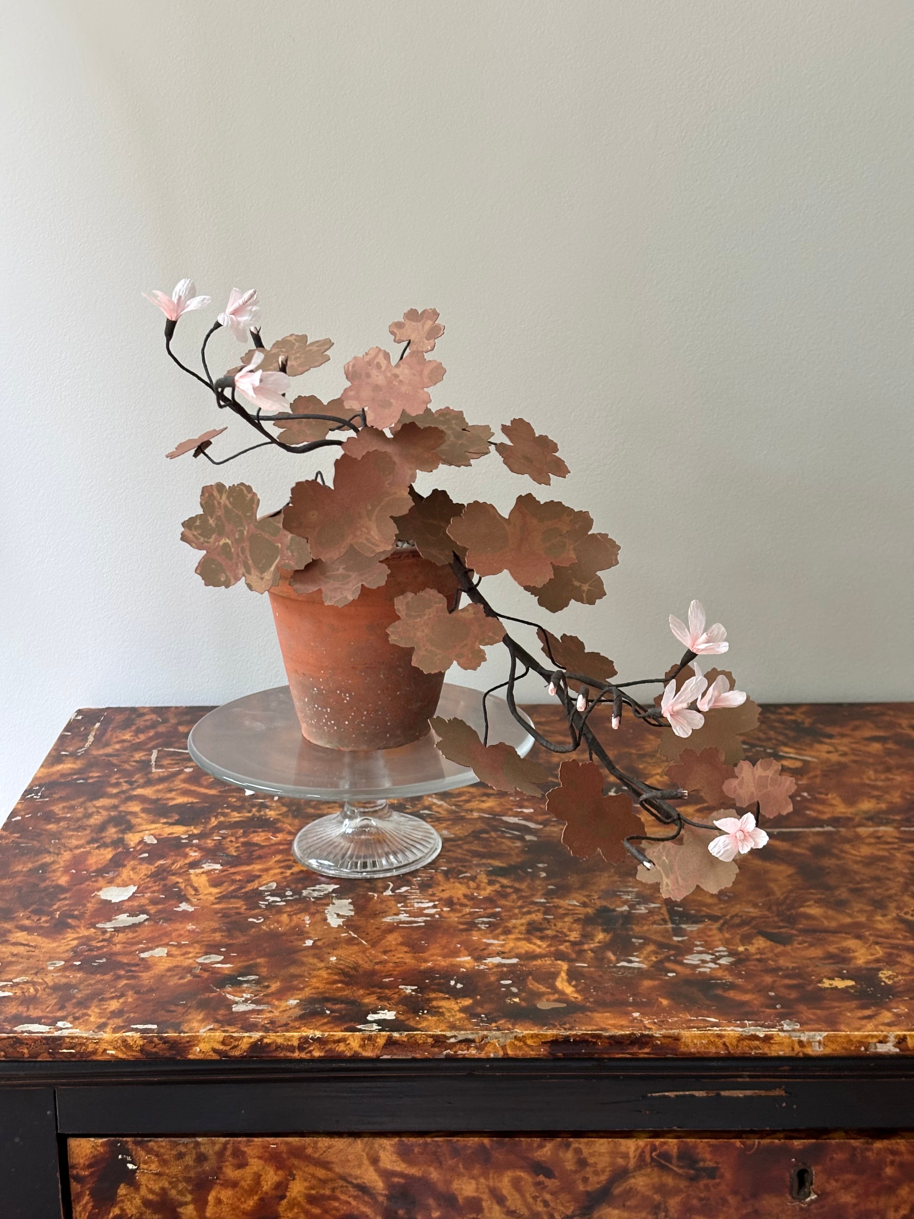 Paper Geranium, trailing