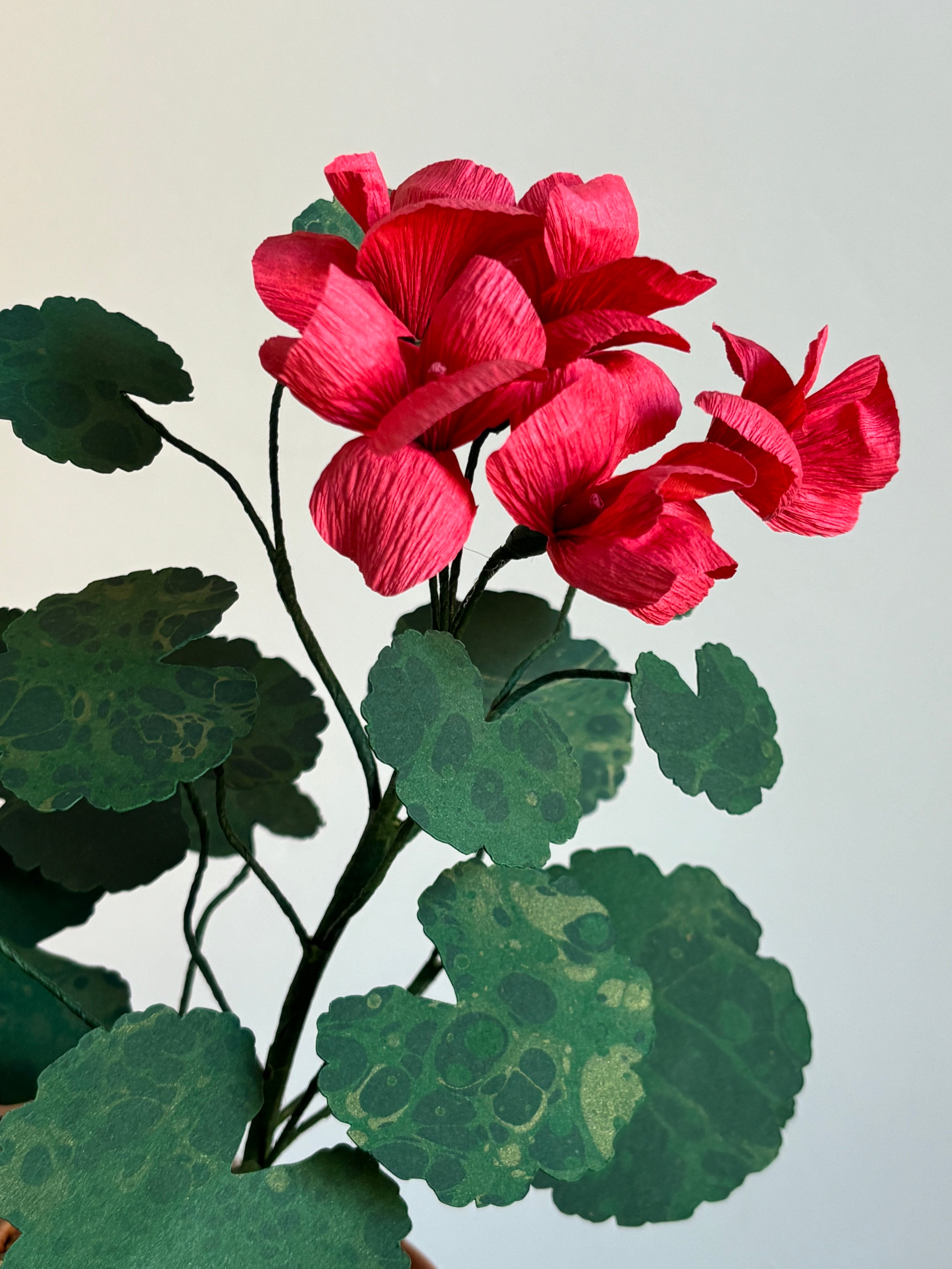 Paper Geranium