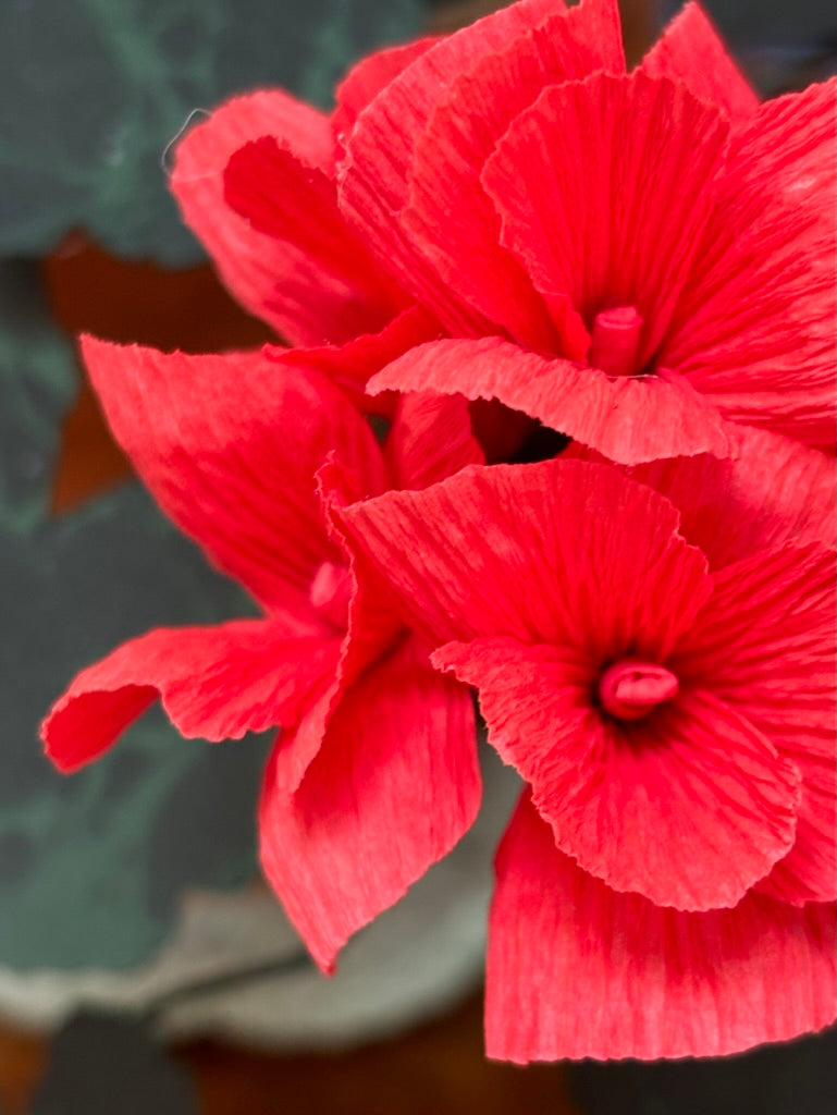 Geranium, trailing