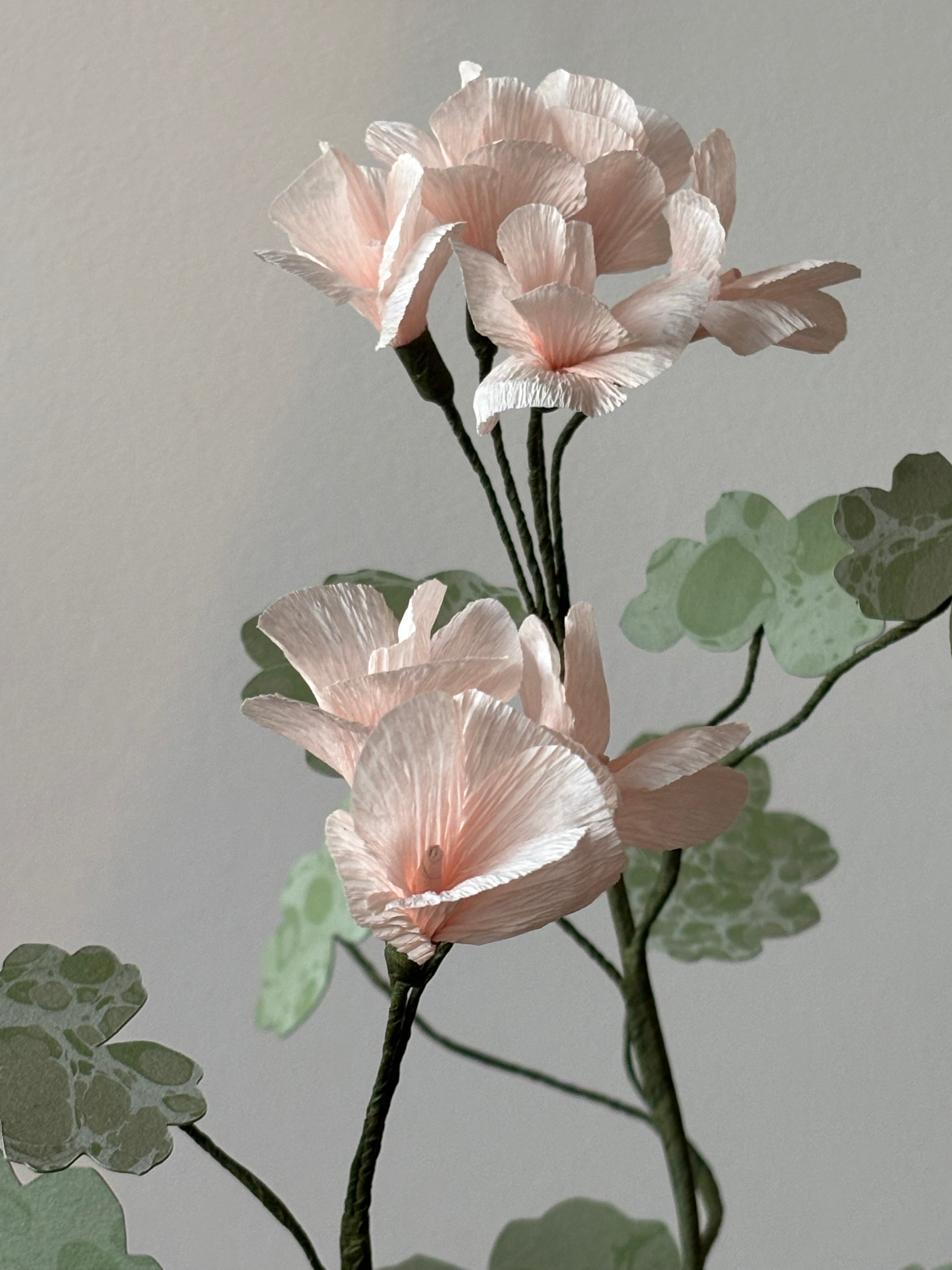 Paper Geranium