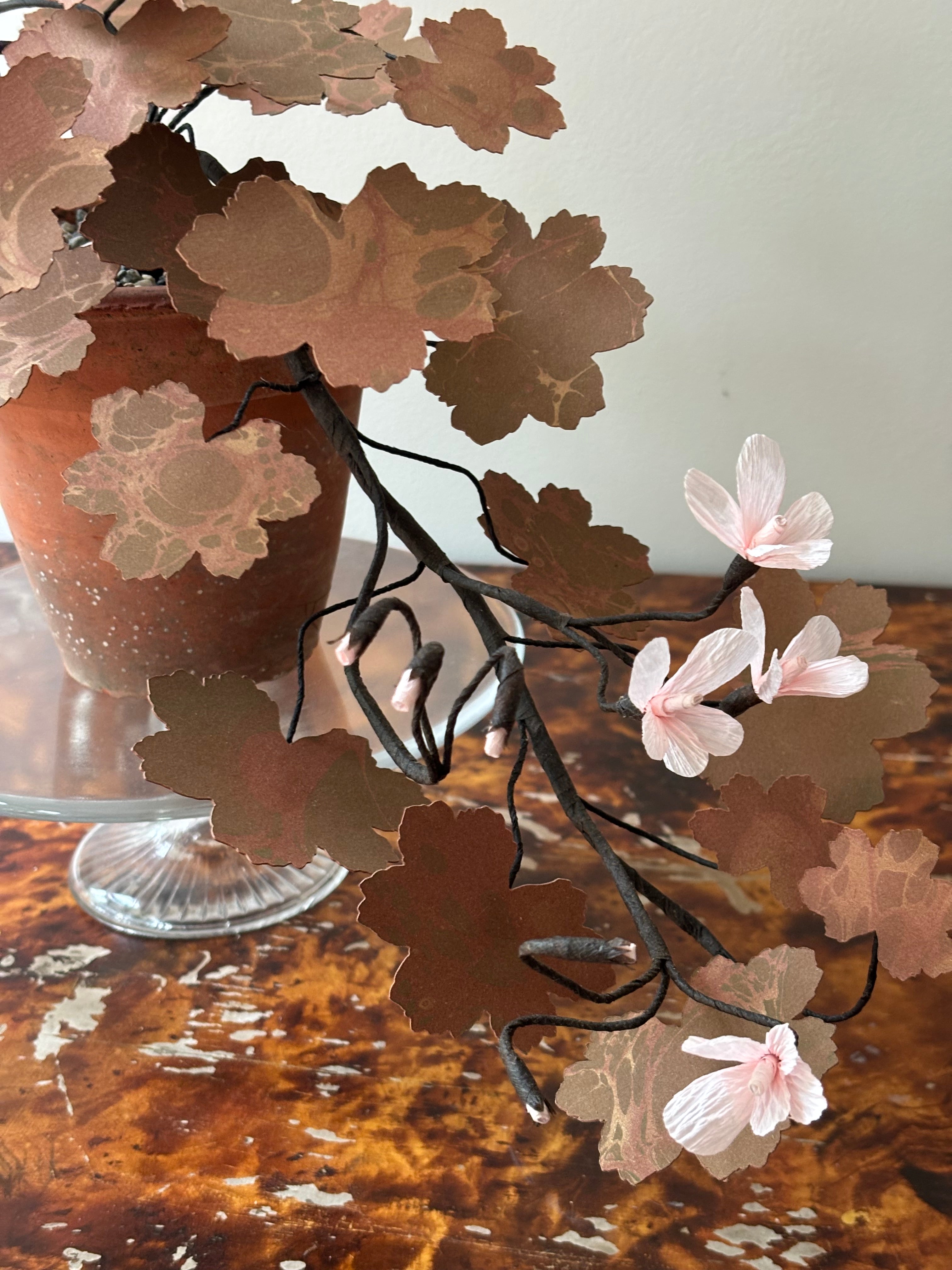 Paper Geranium, trailing