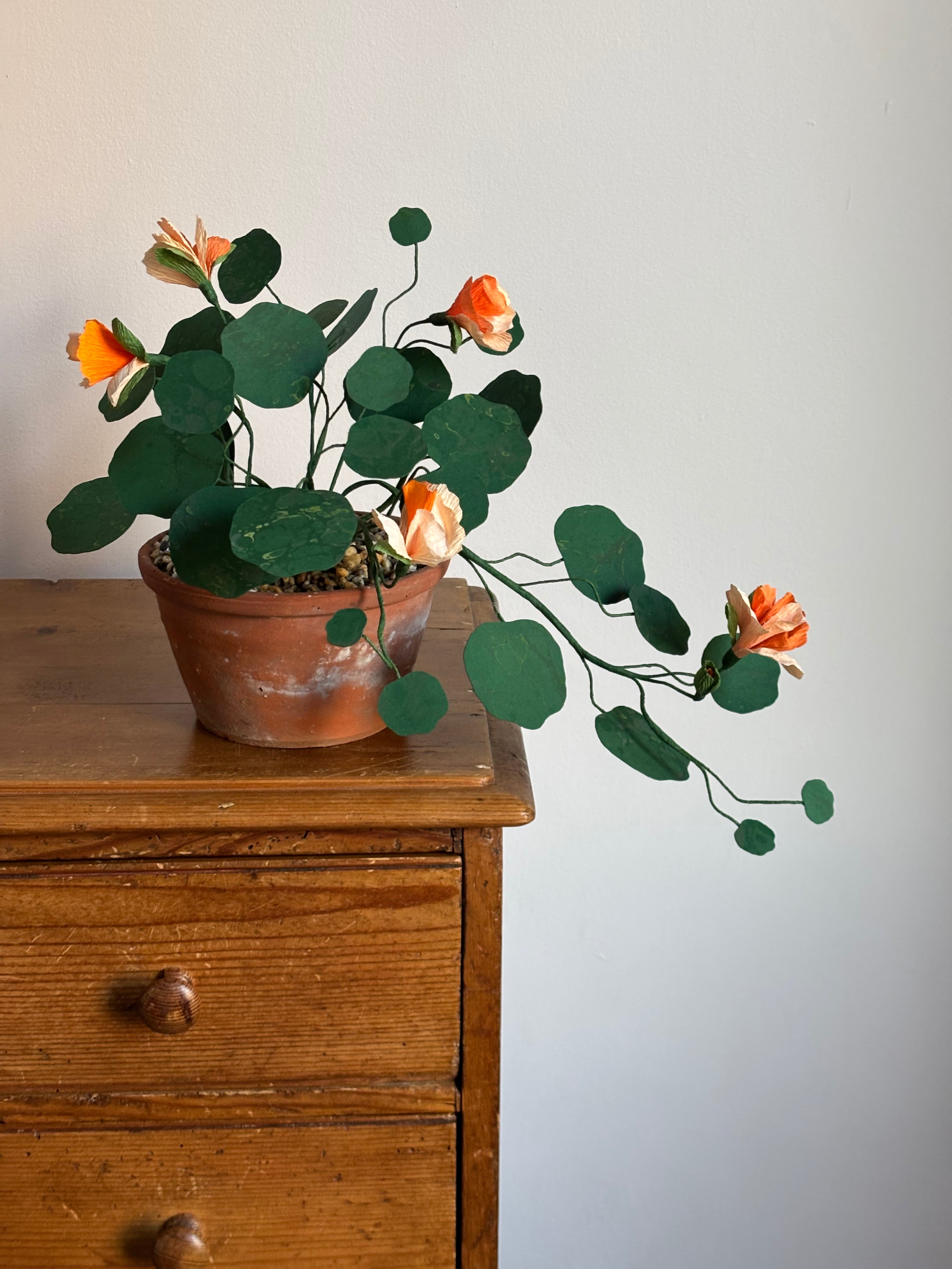 Nasturtium, trailing