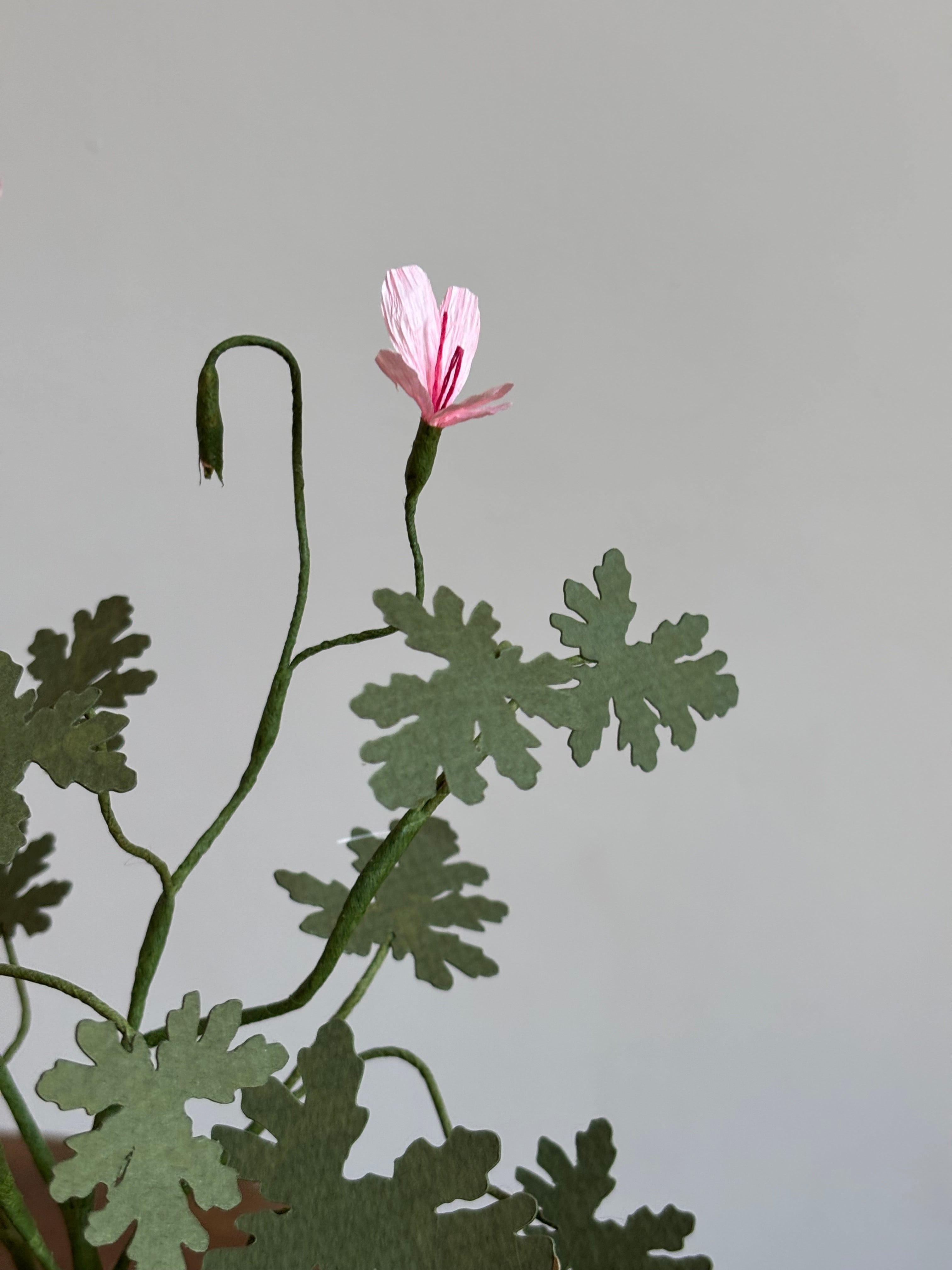 Paper Pelargonium, inspired by Pelargonium radens