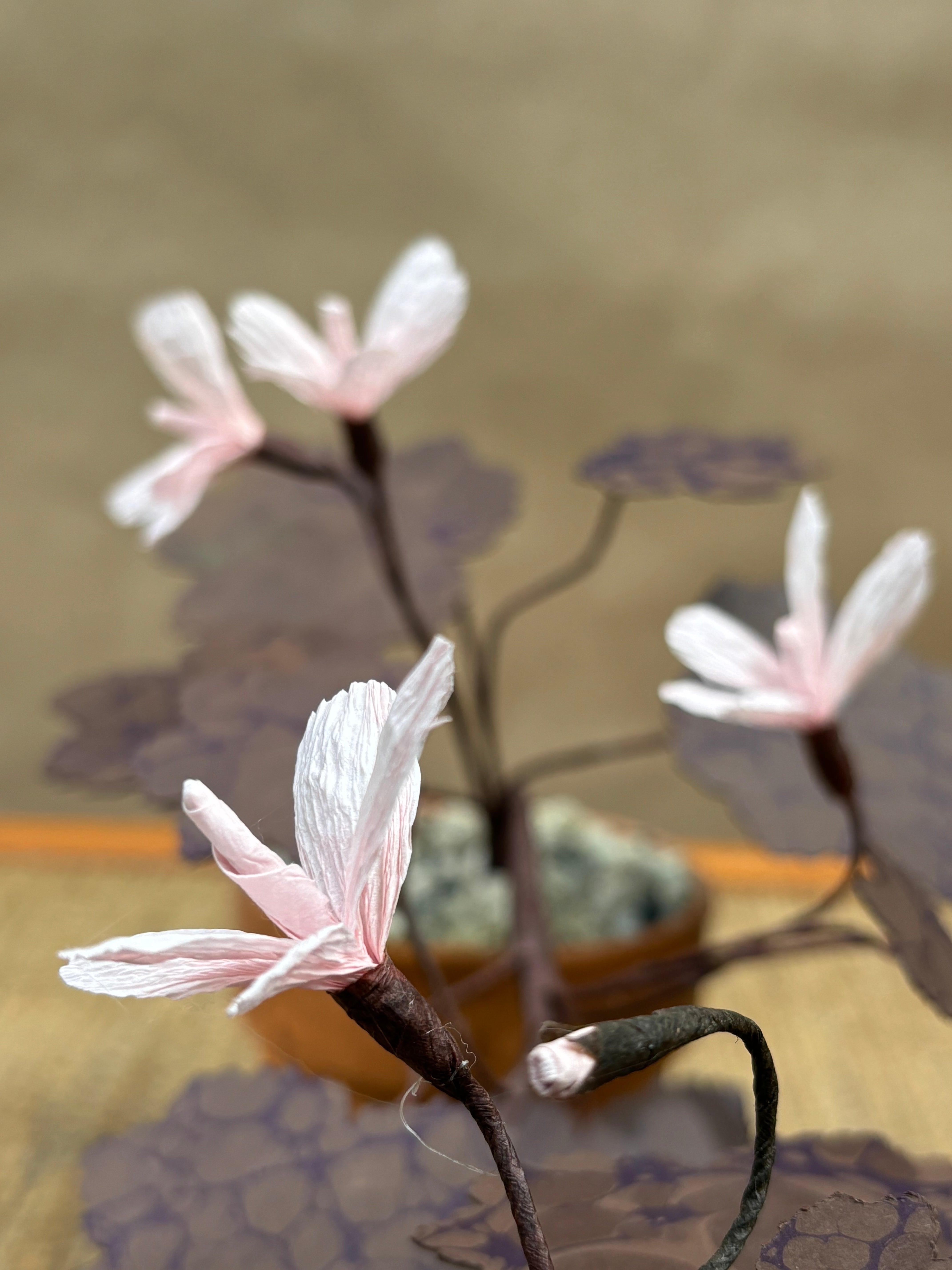 Paper Geranium, trailing