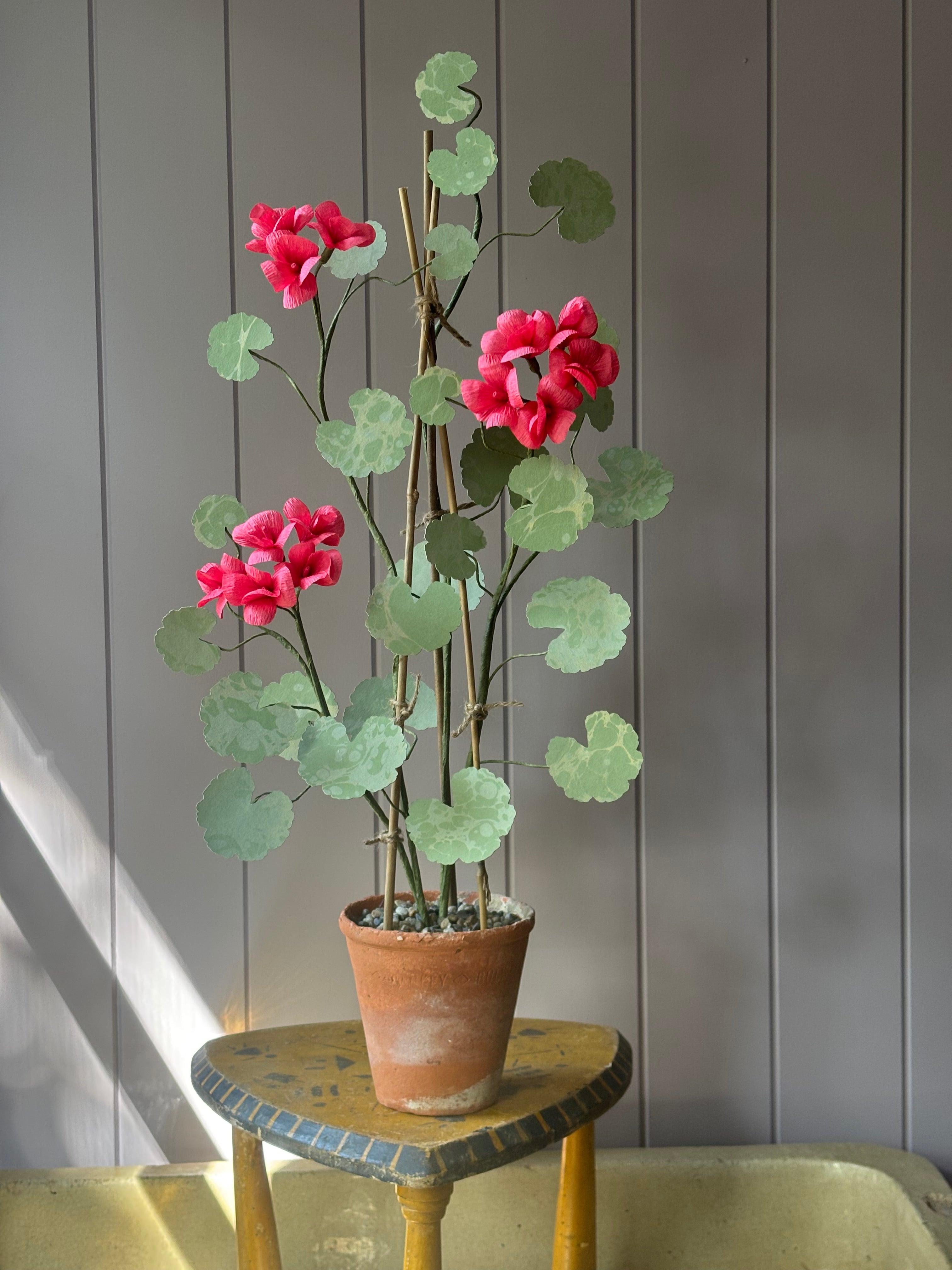 Paper geranium
