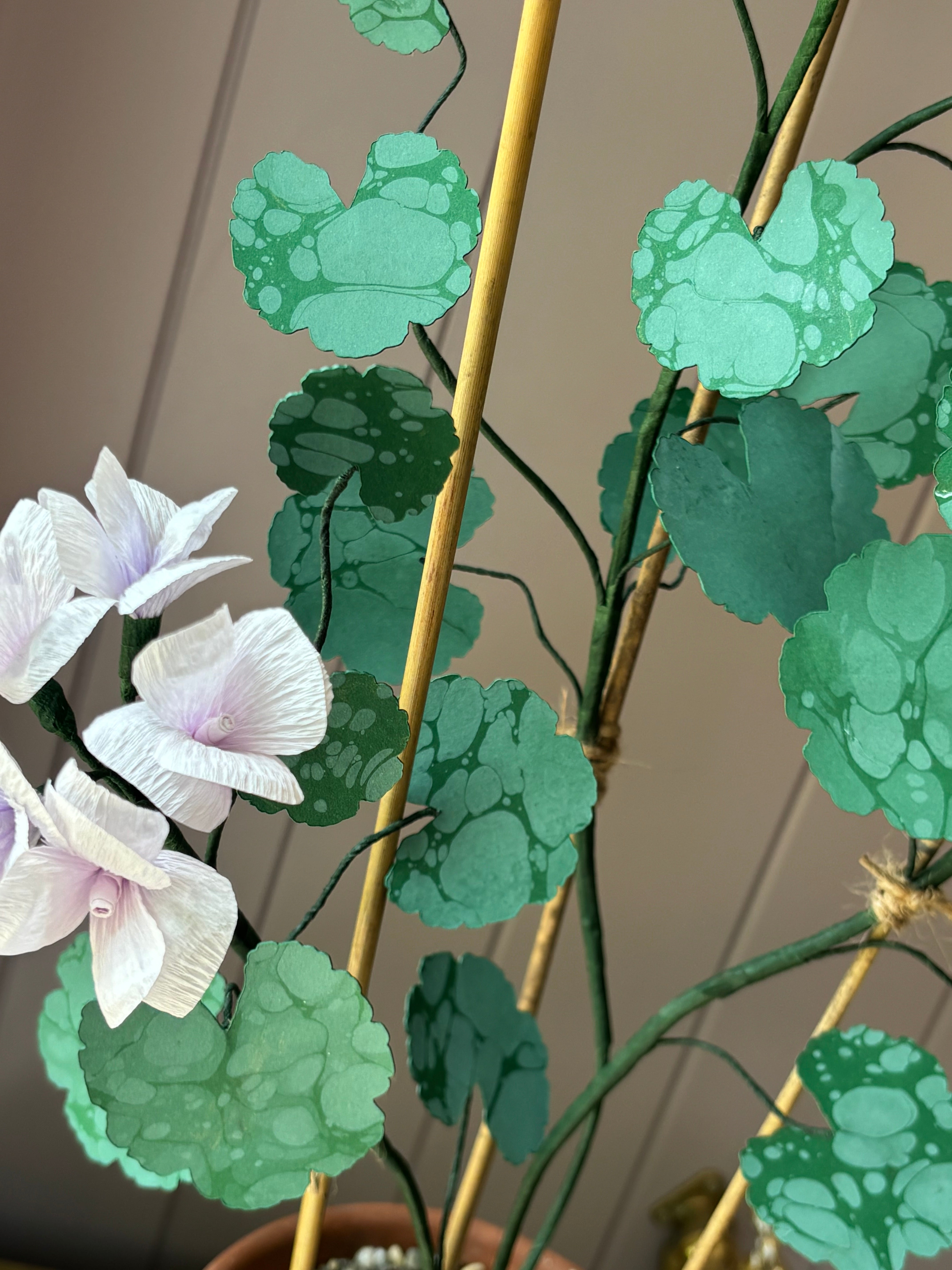 Paper geranium