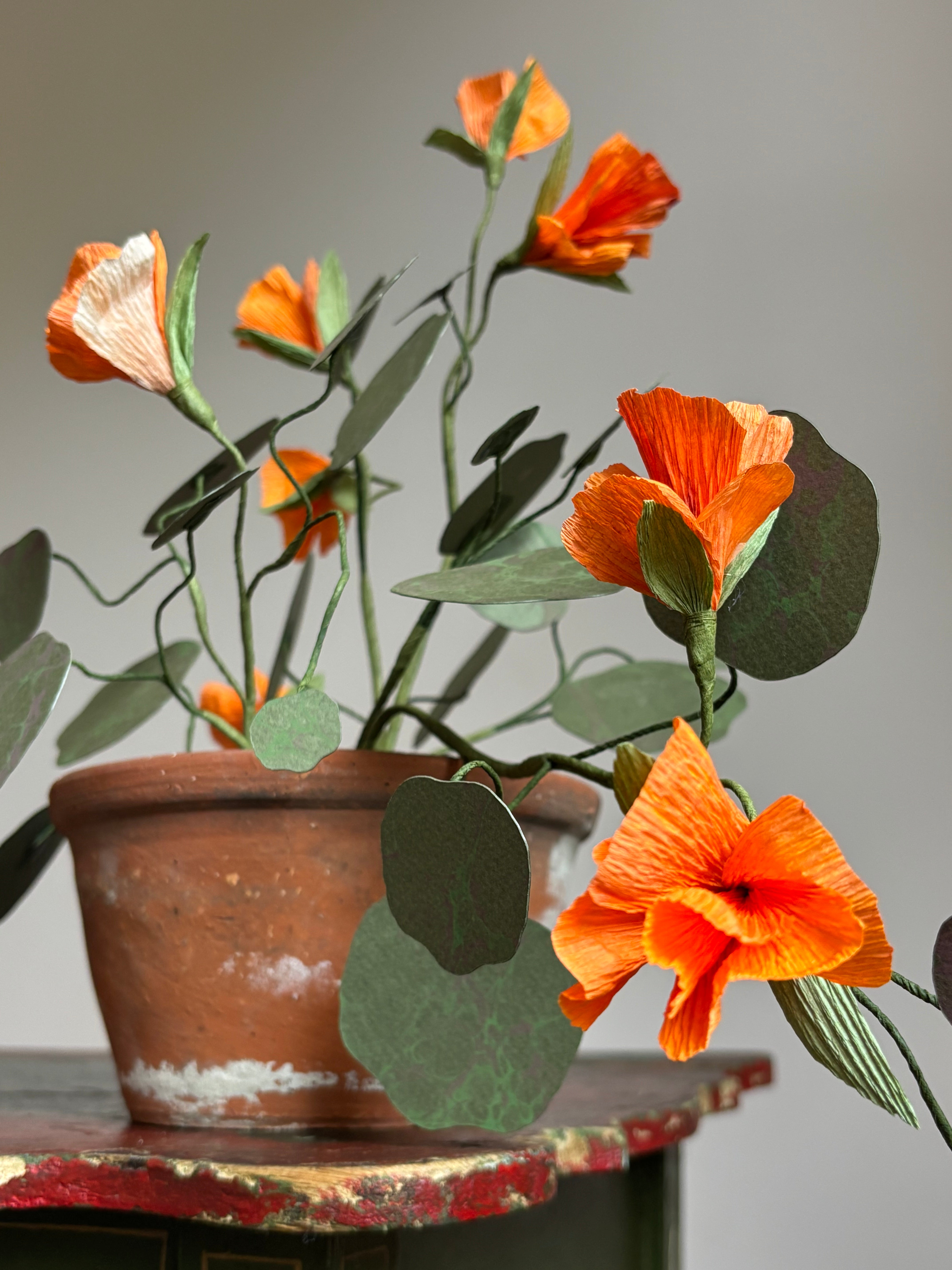 Nasturtium, trailing