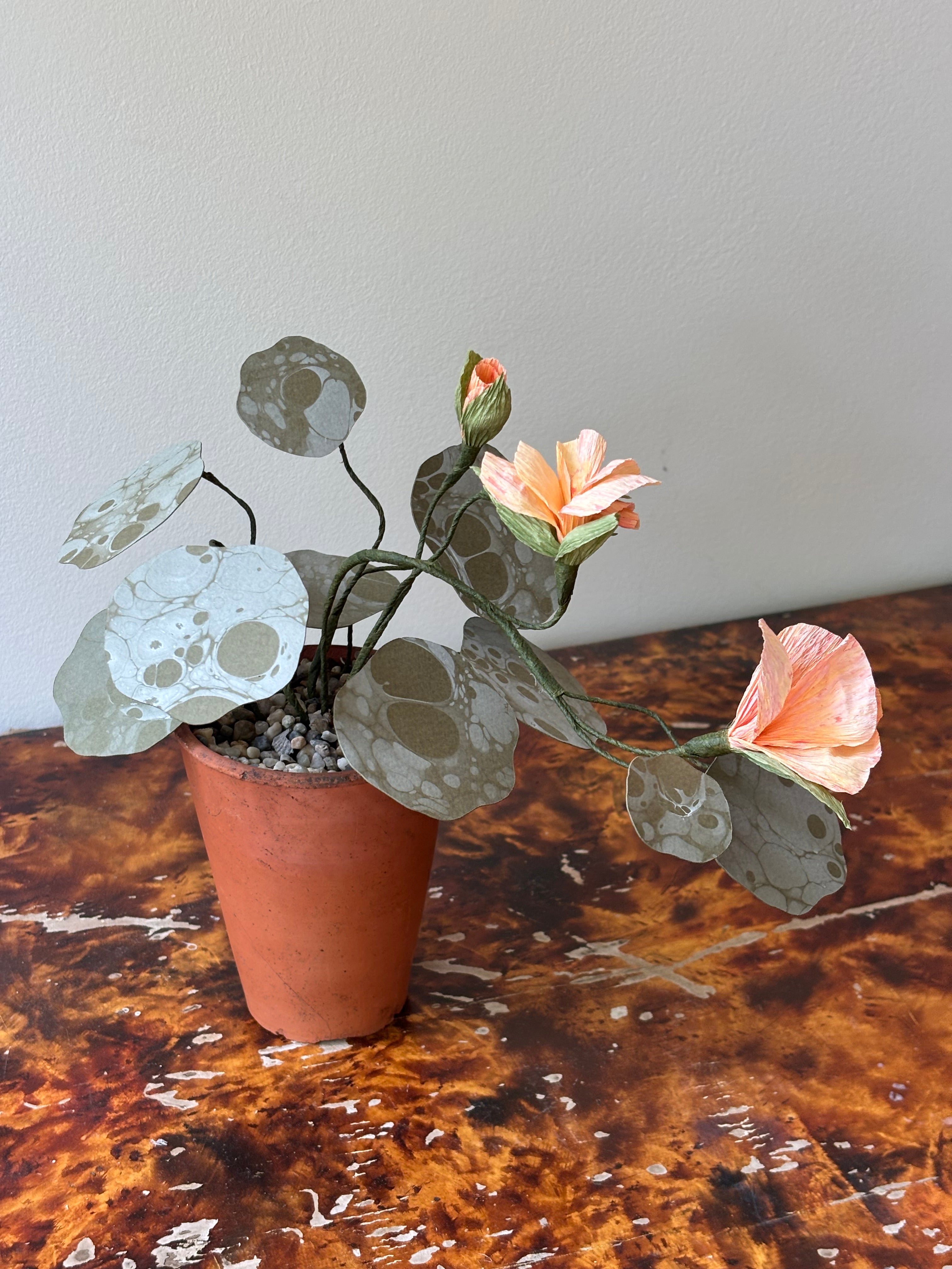 Nasturtium, trailing