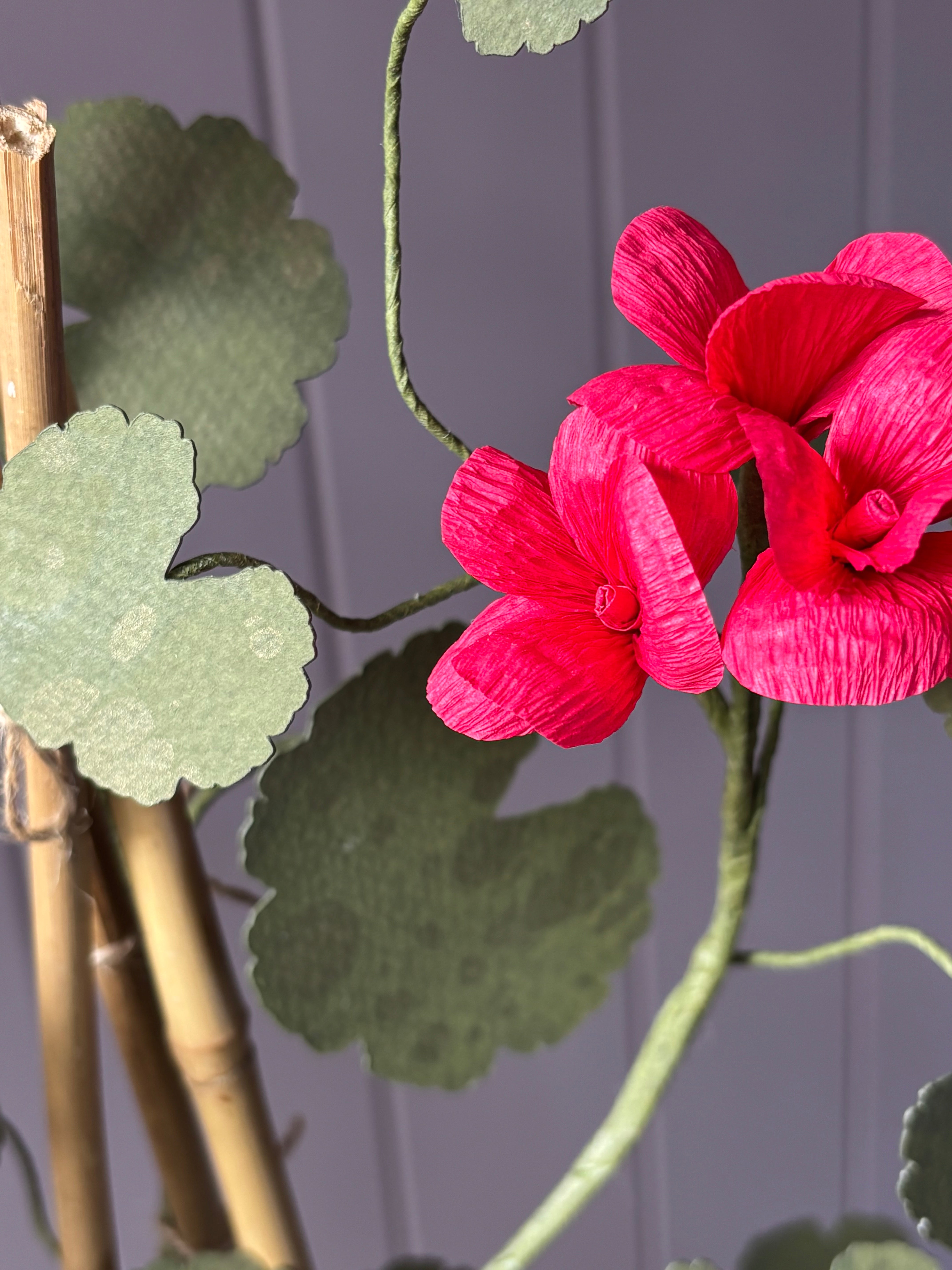 Paper geranium