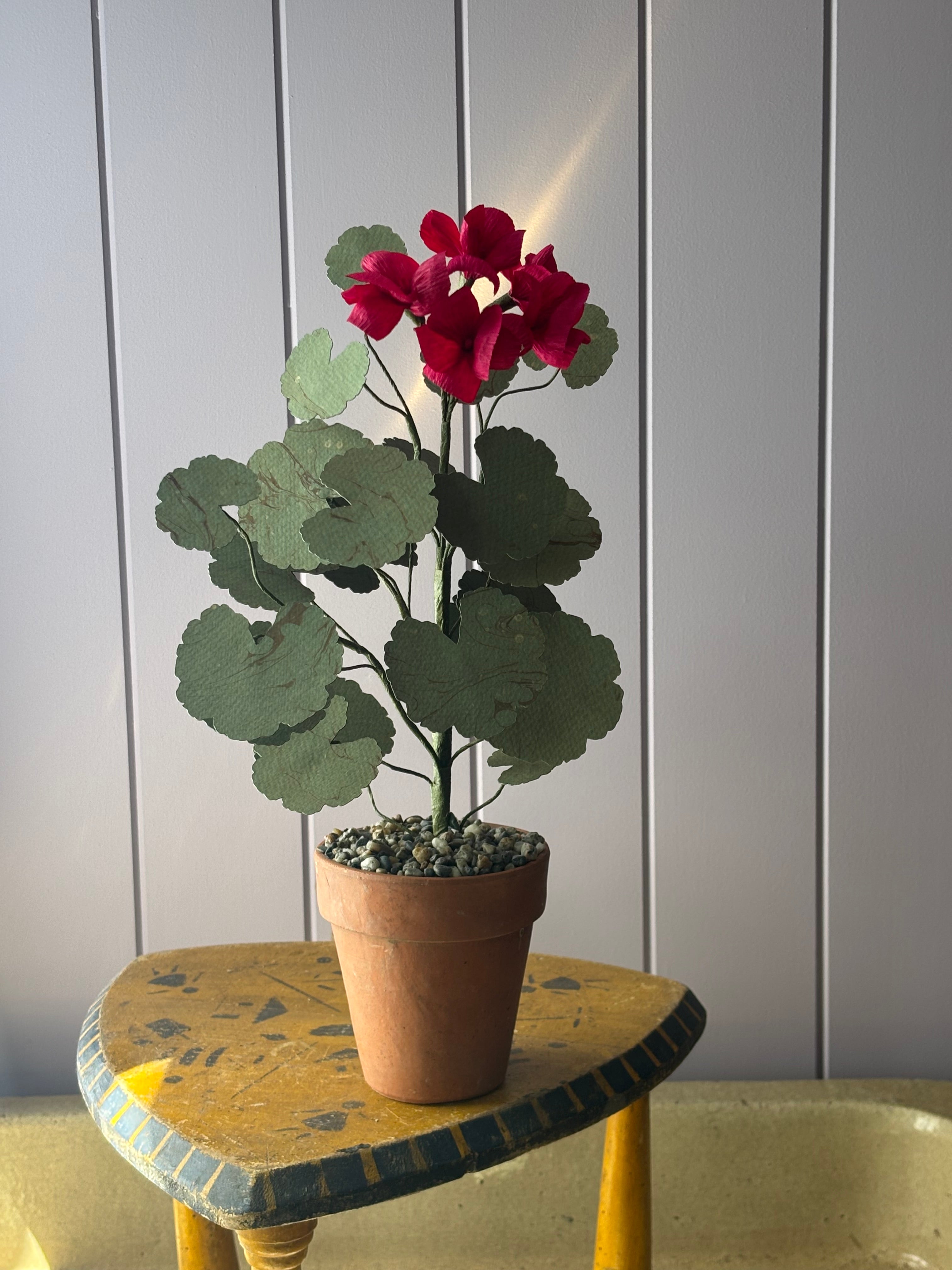 Paper geranium