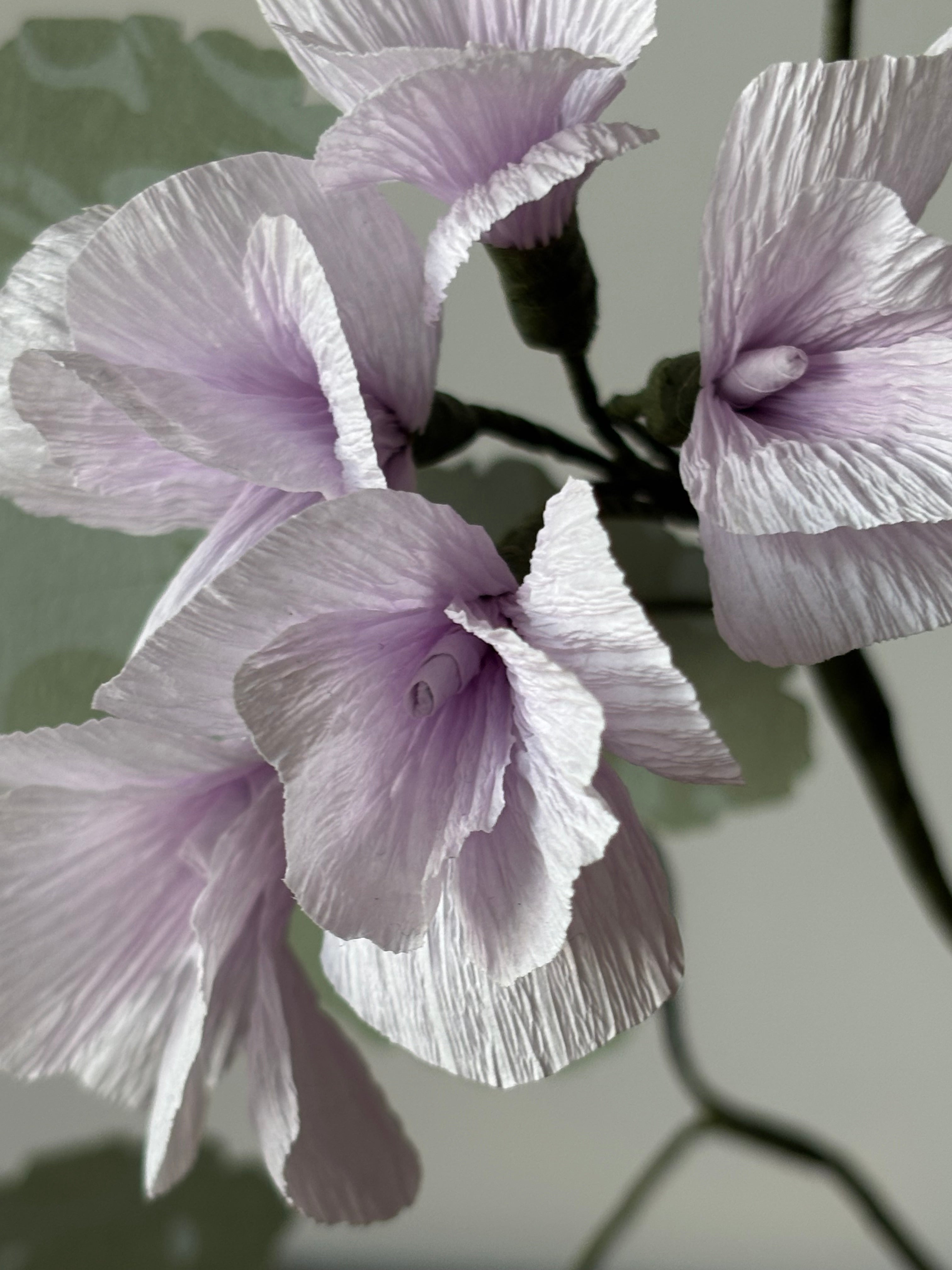 Paper Geranium