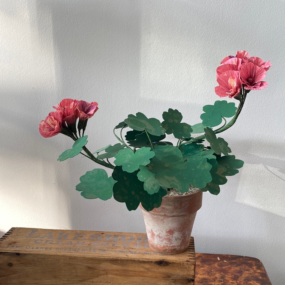 Paper Geranium