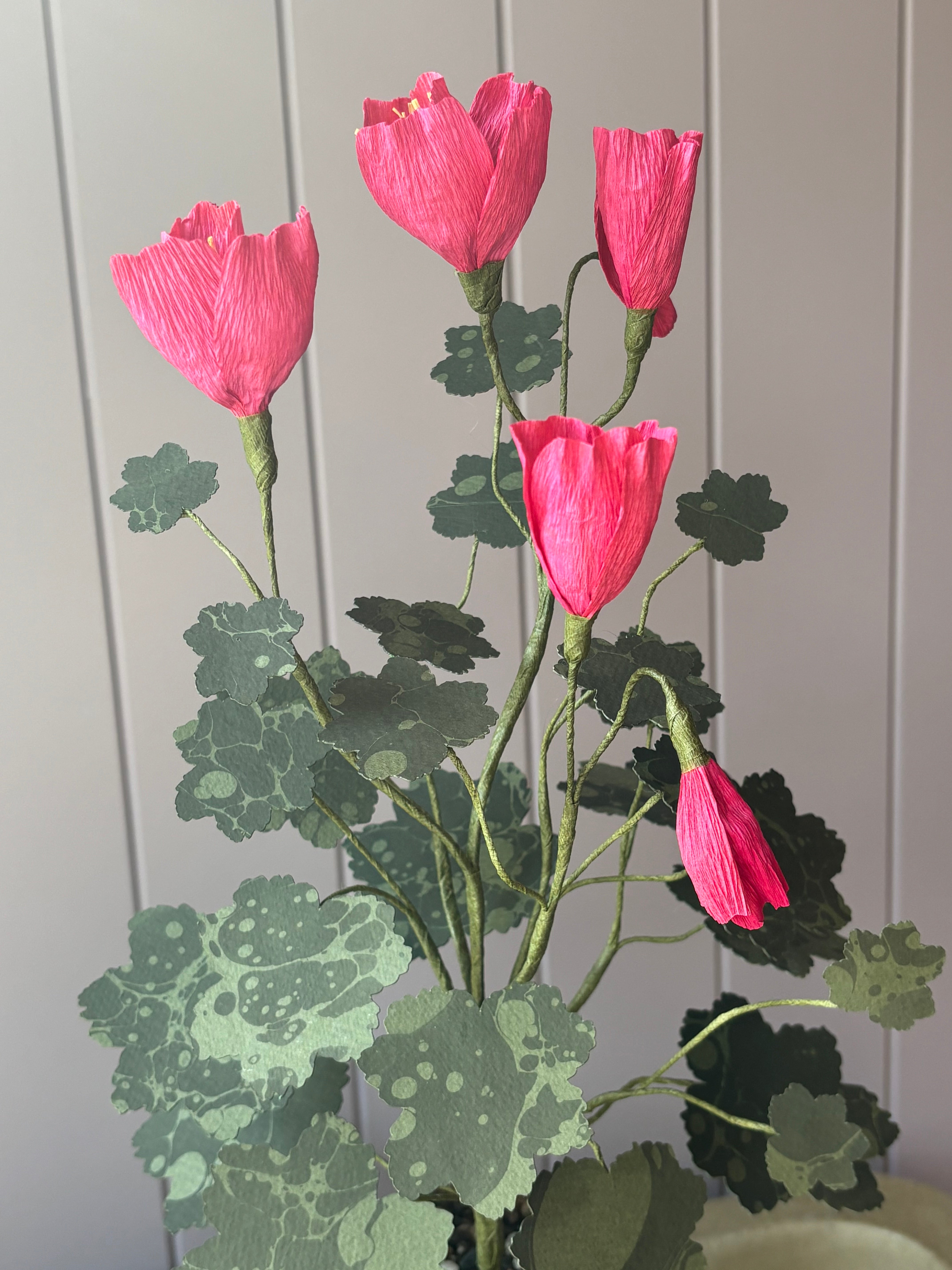 Paper pelargonium