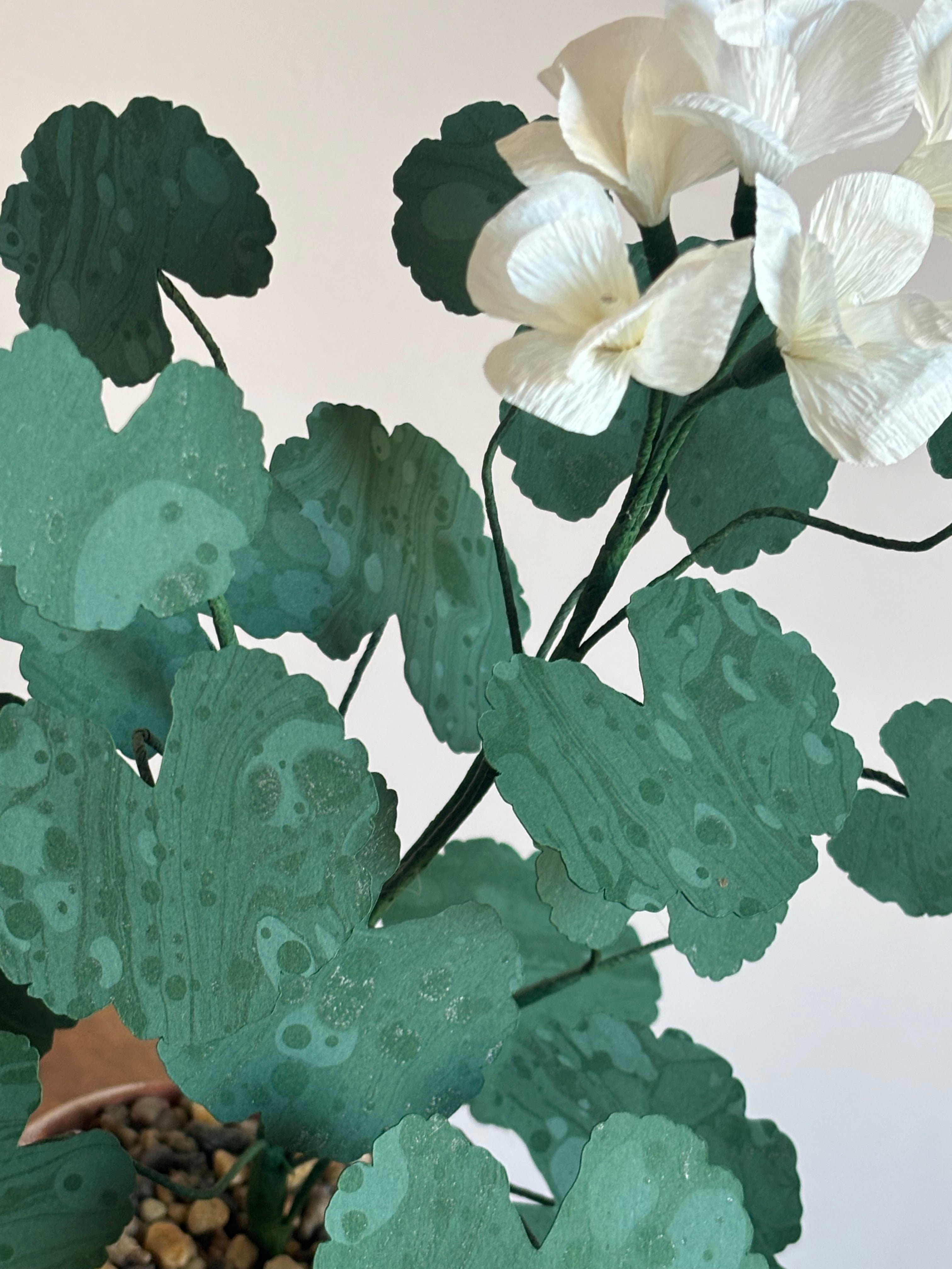 Paper Geranium