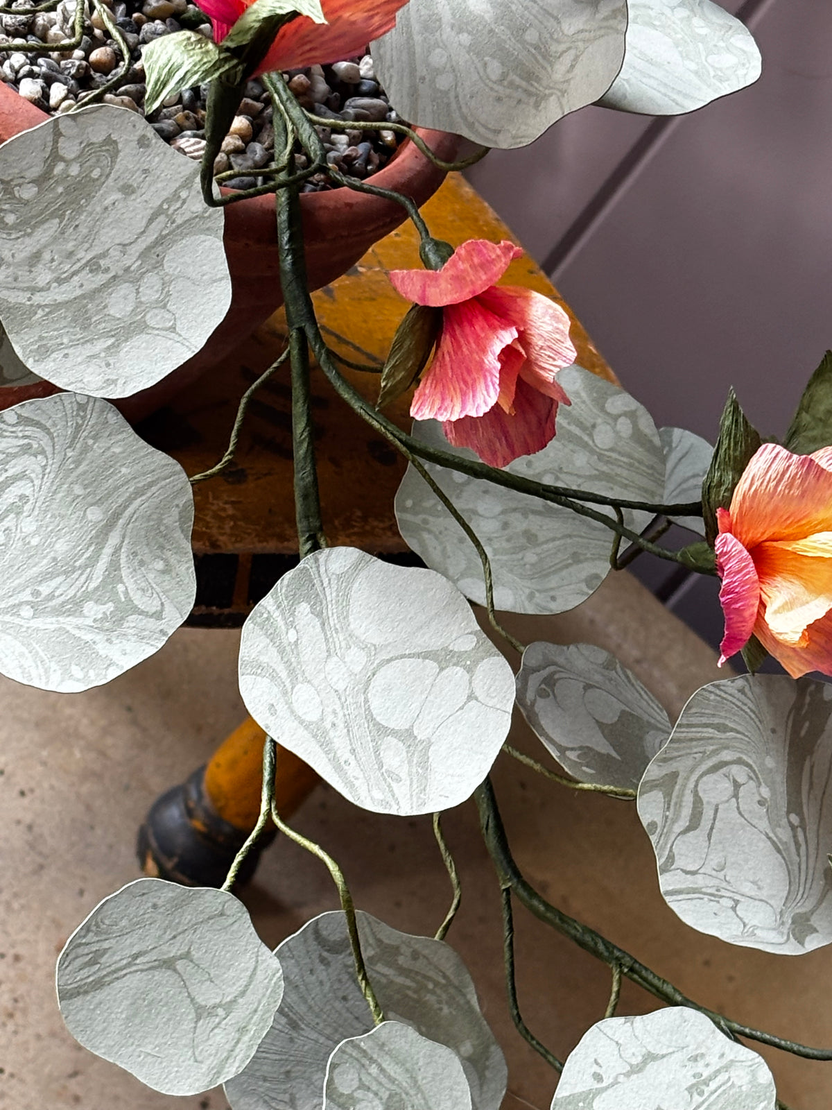 Paper Nasturtium, trailing