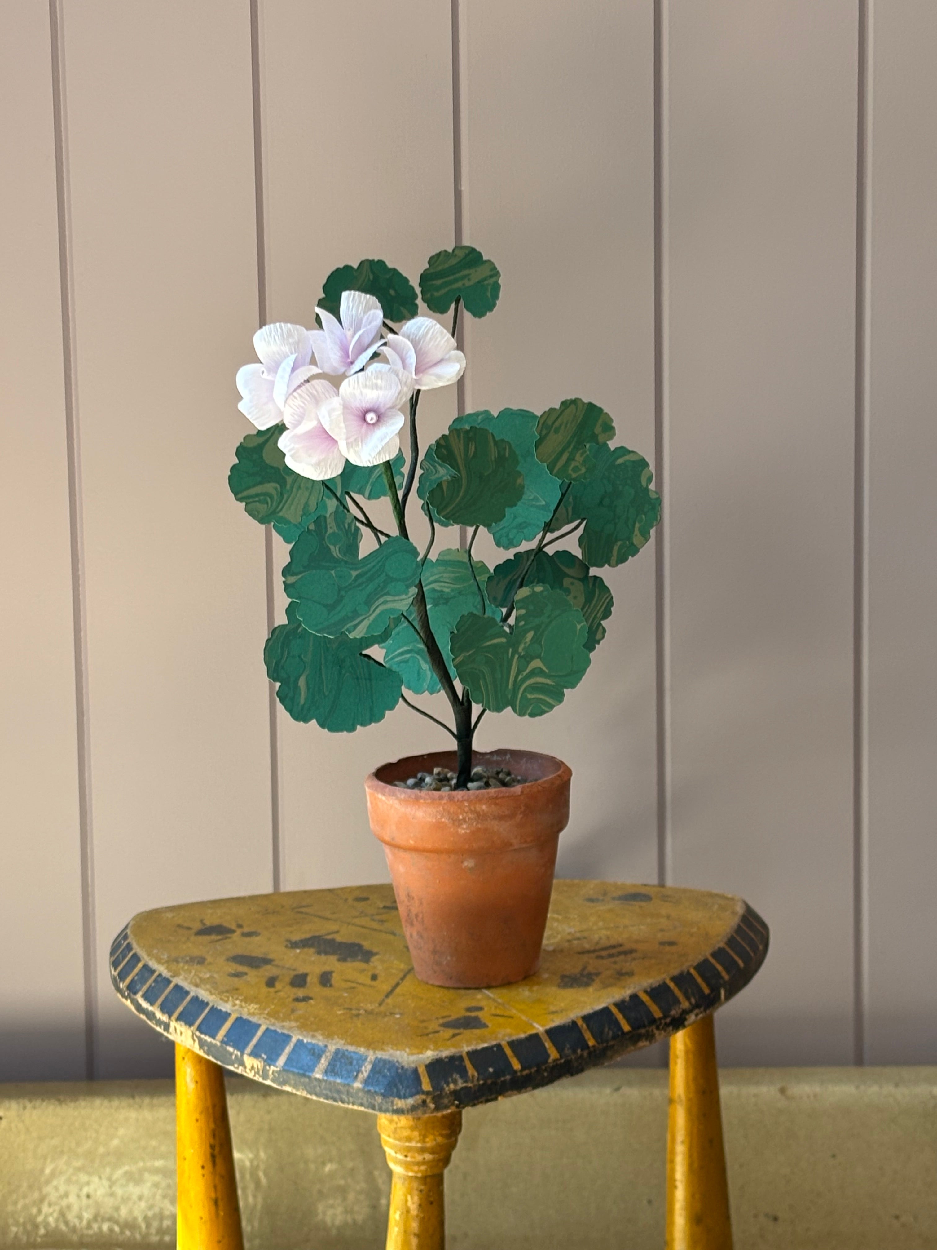 Paper geranium