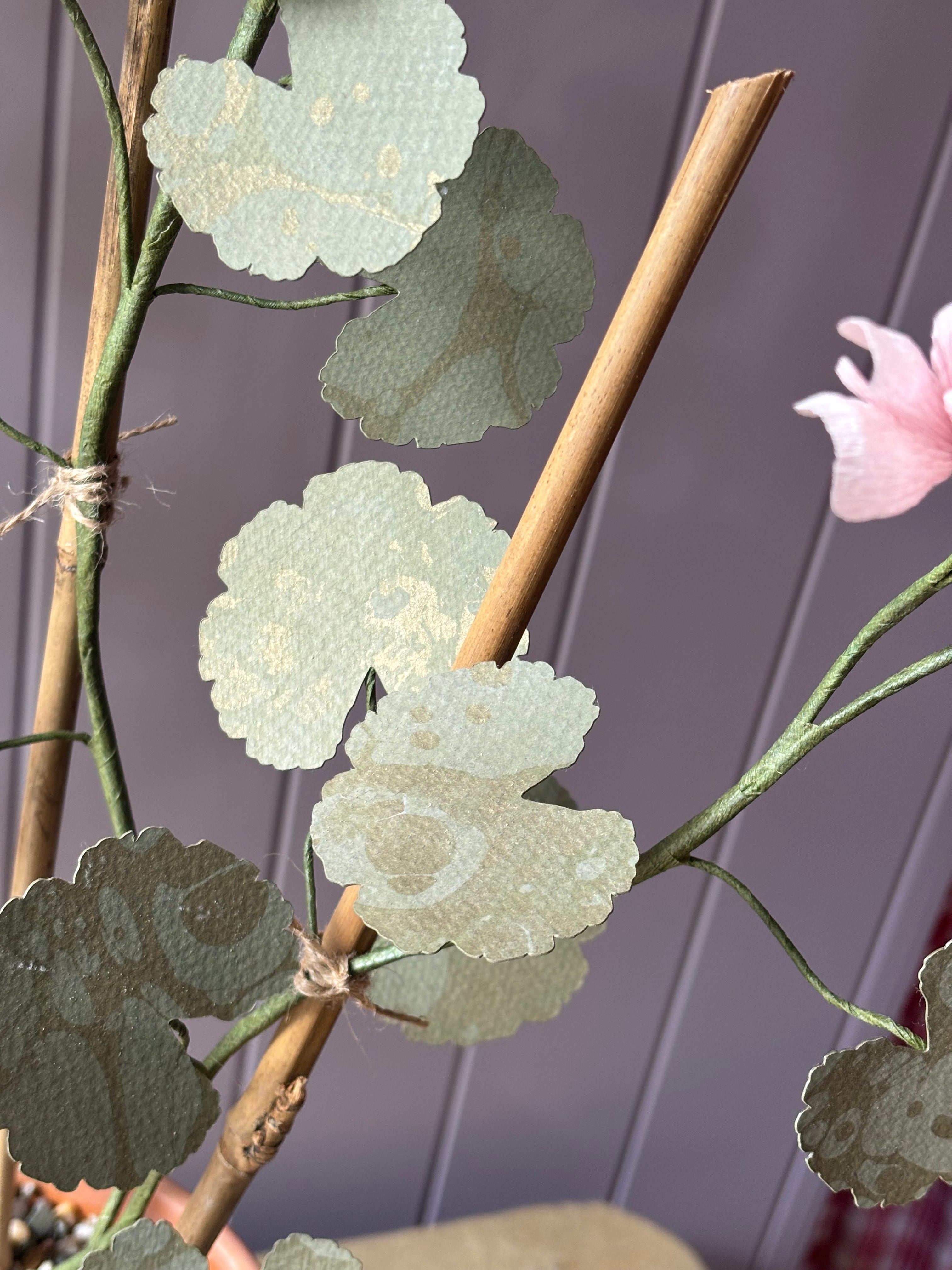 Paper geranium