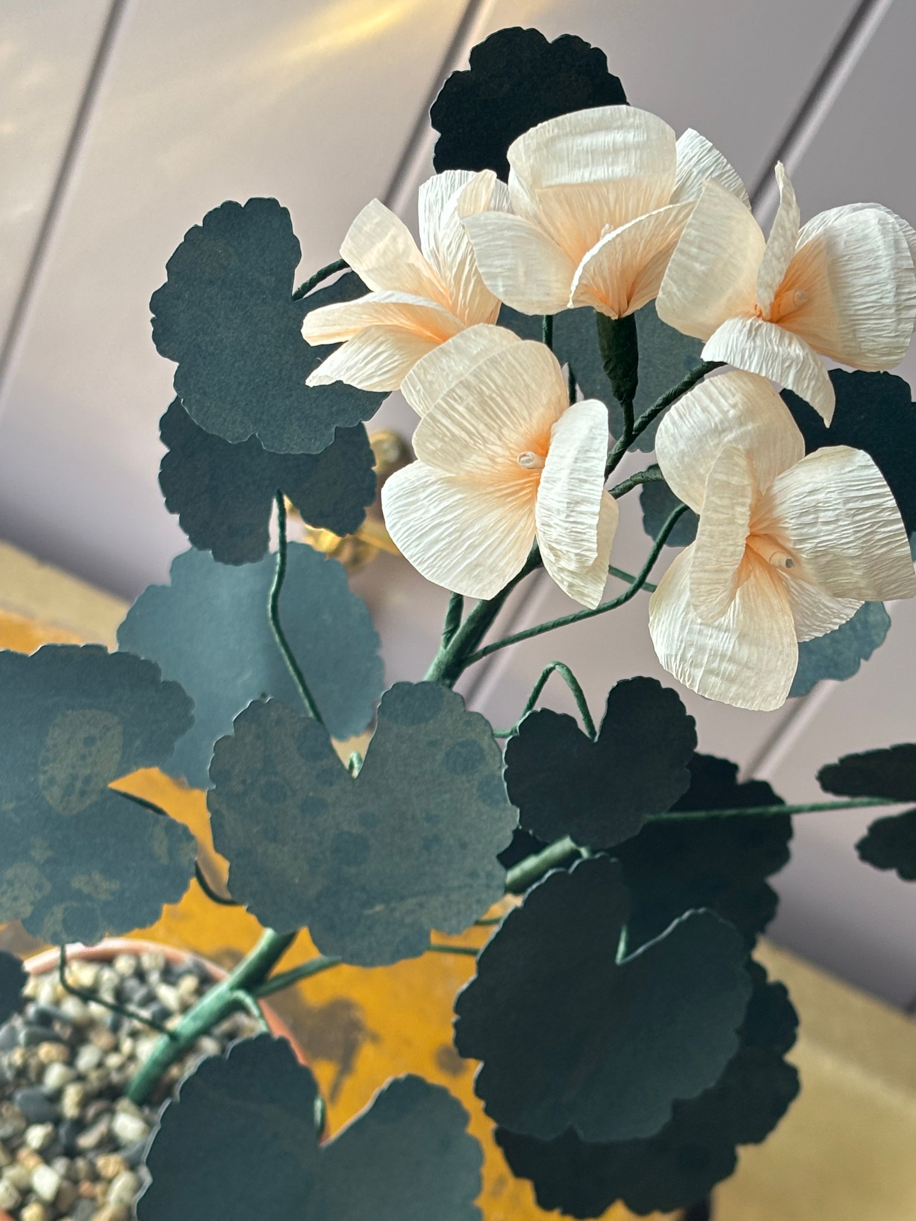 Paper geranium