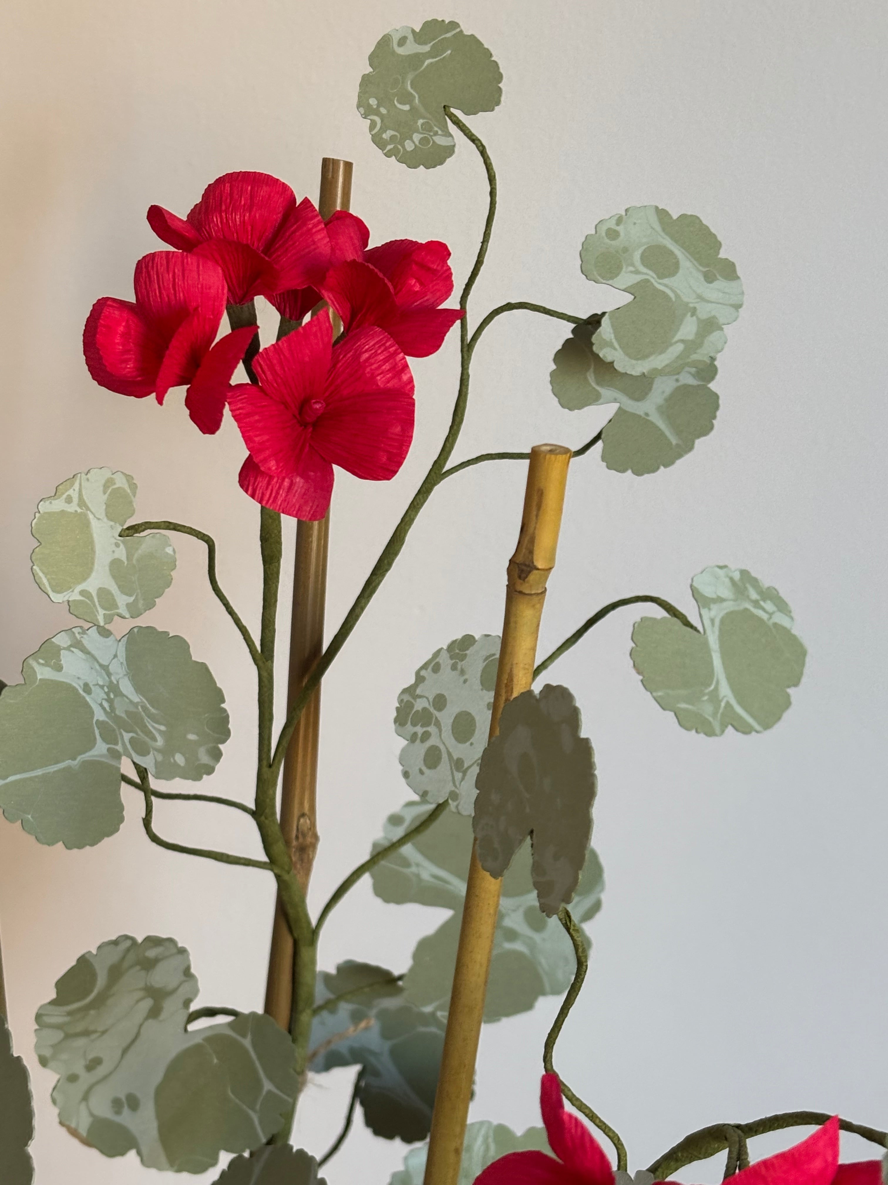 Paper Geranium