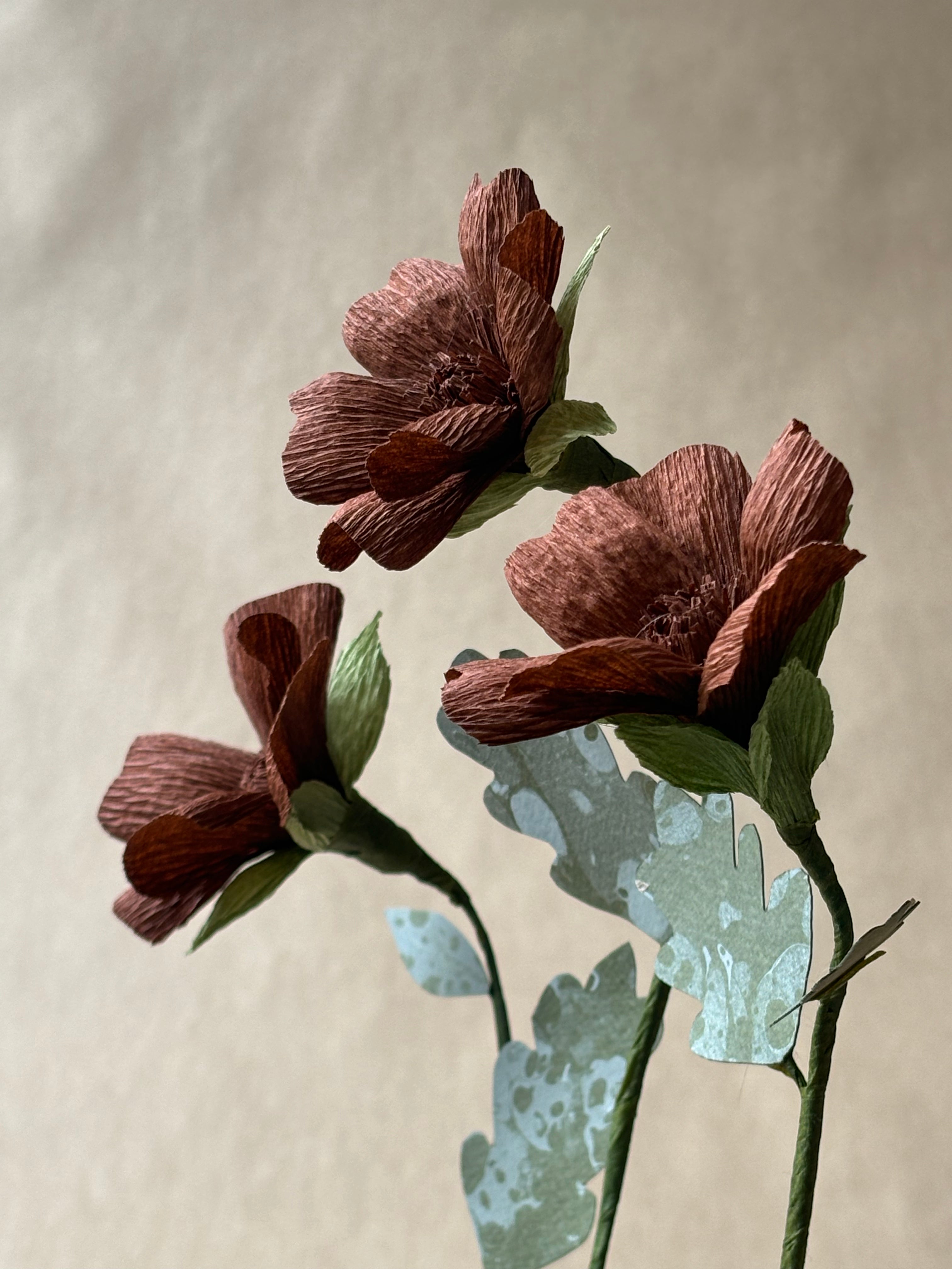 Chocolate Cosmos