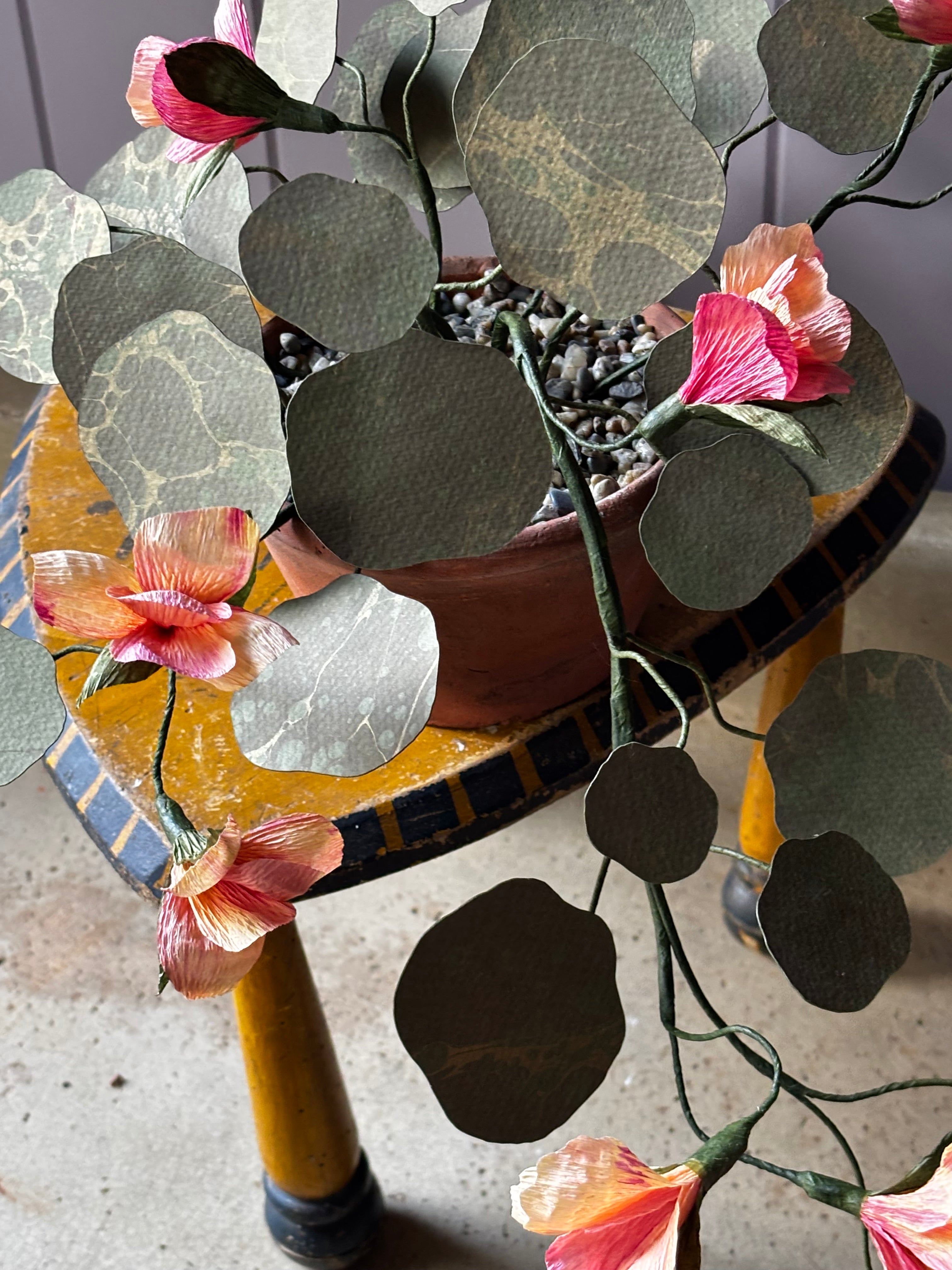 Paper Nasturtium, trailing