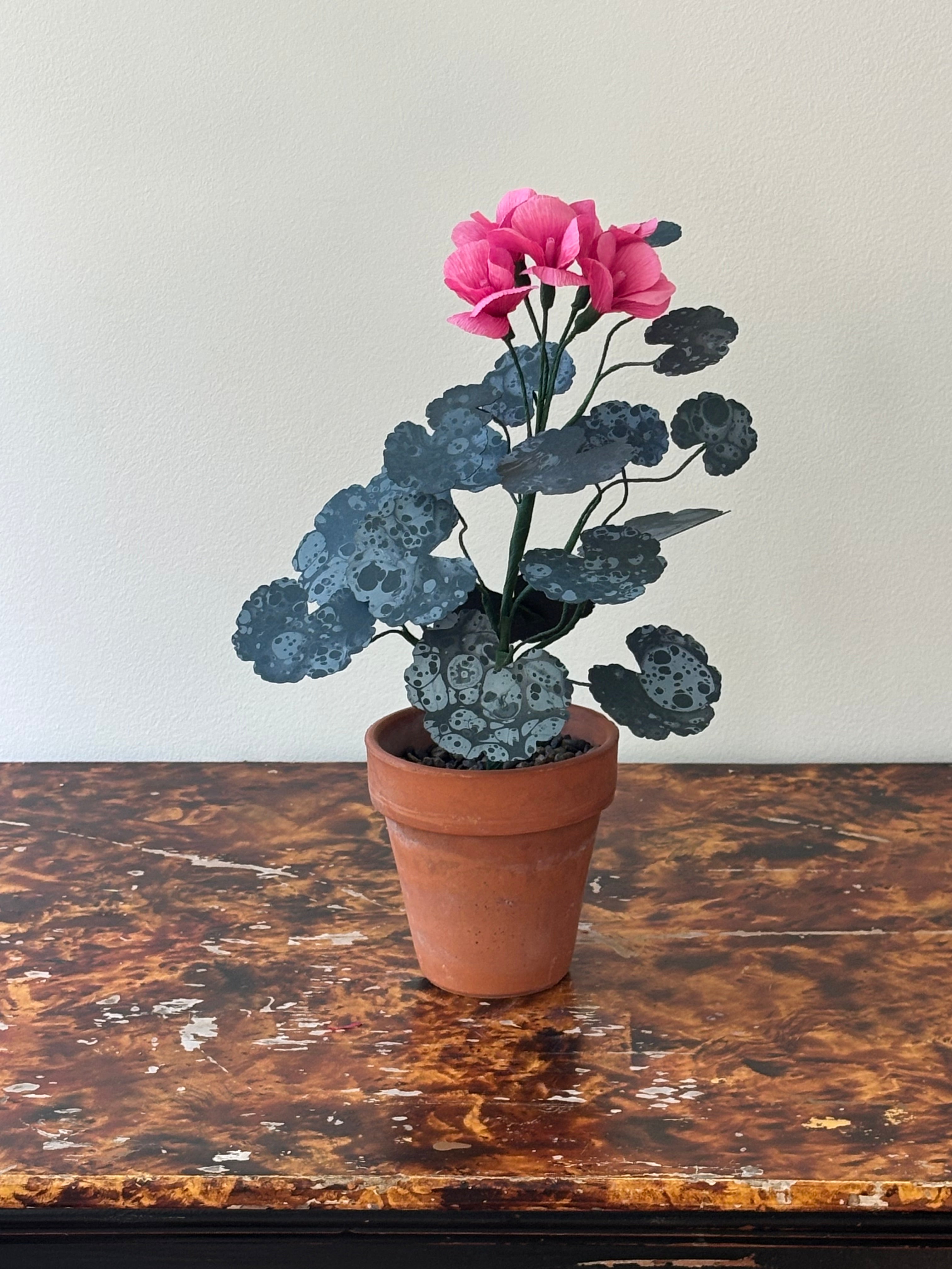 Paper Geranium