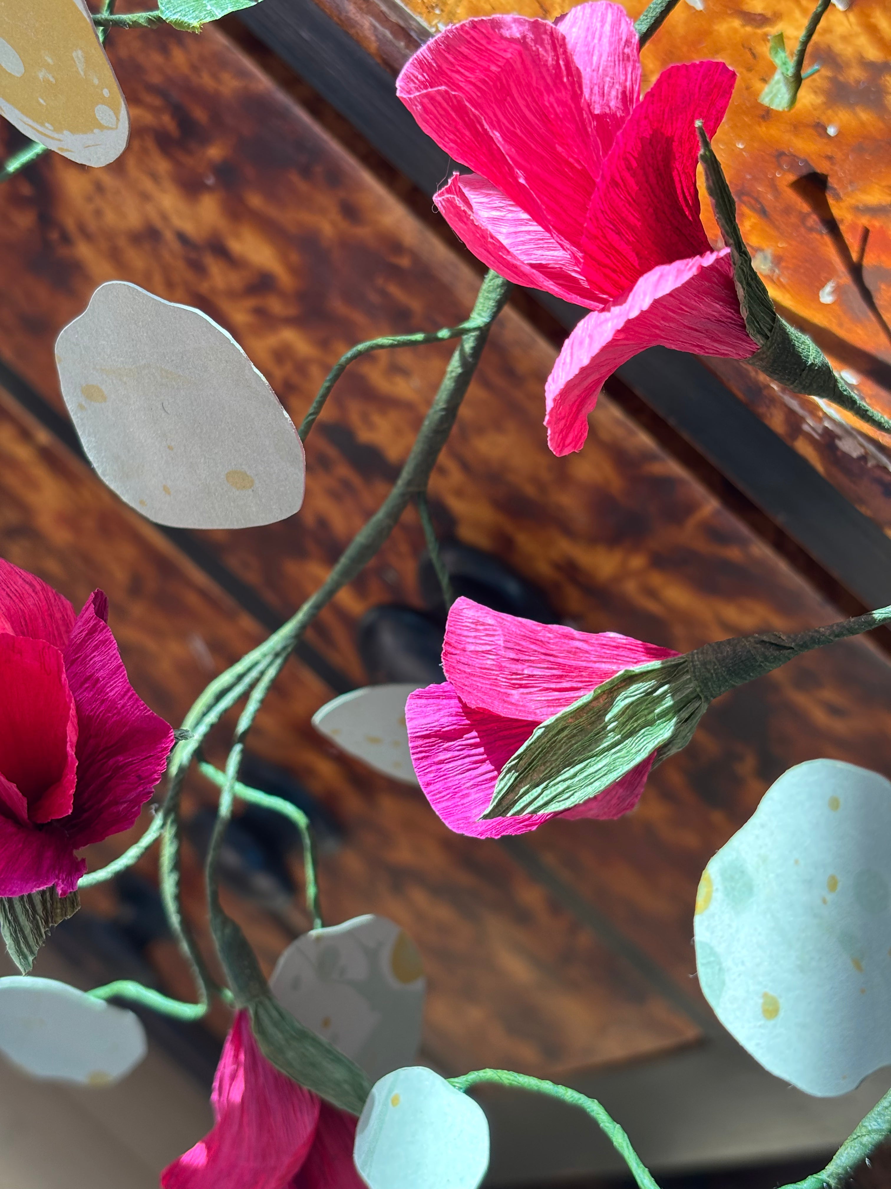 Nasturtium, trailing
