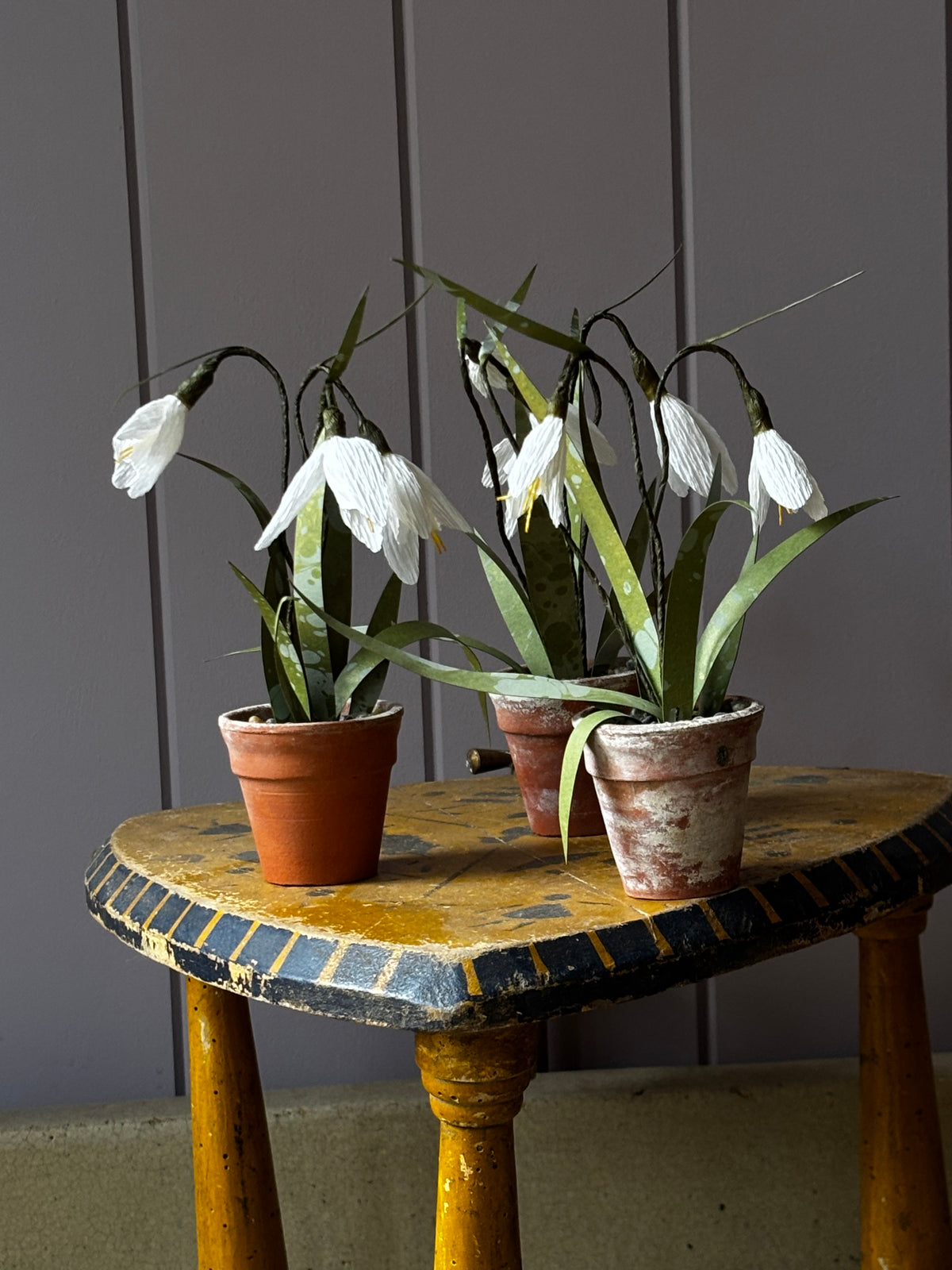 Little snowdrop (2)