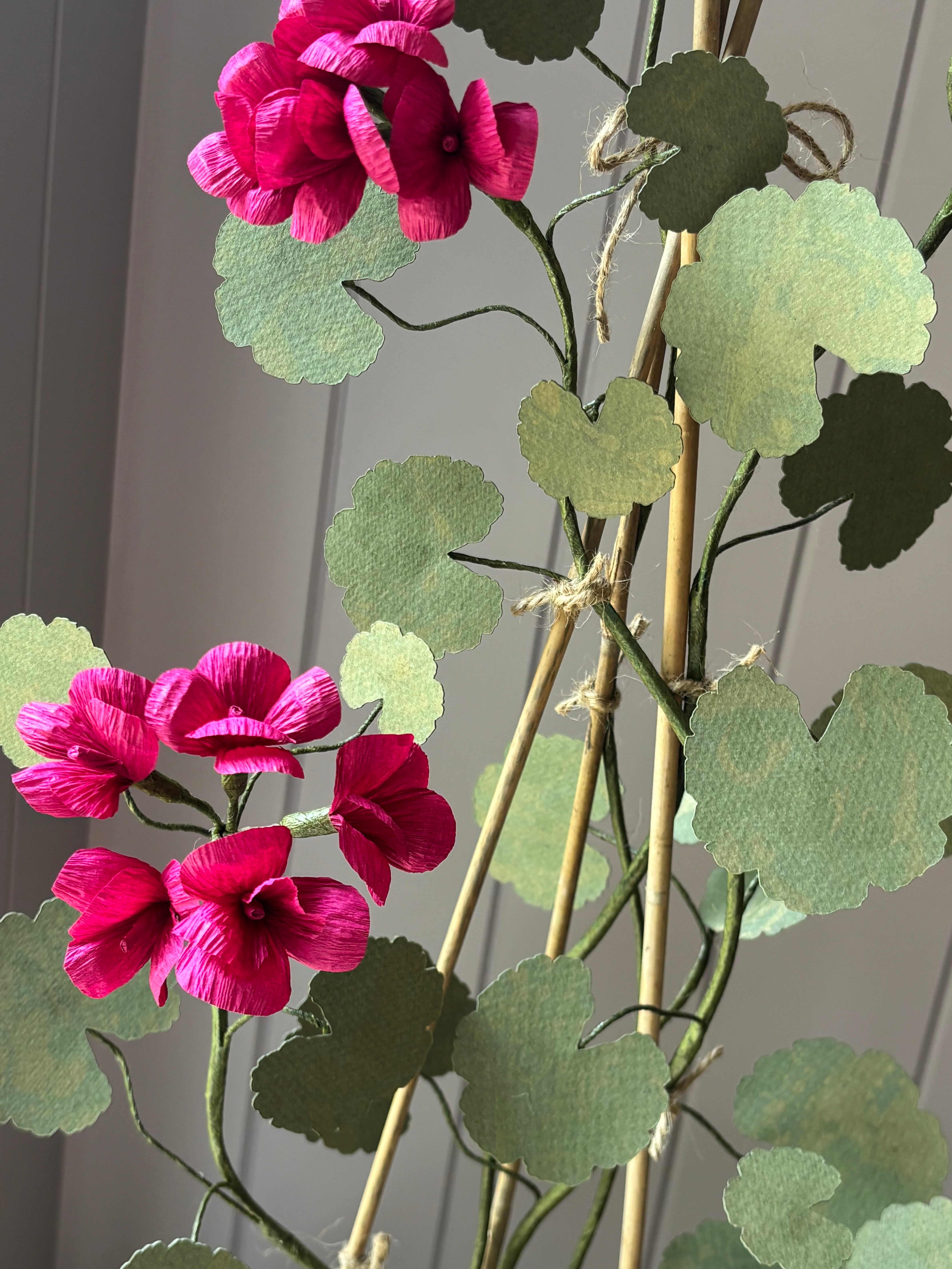 Paper geranium
