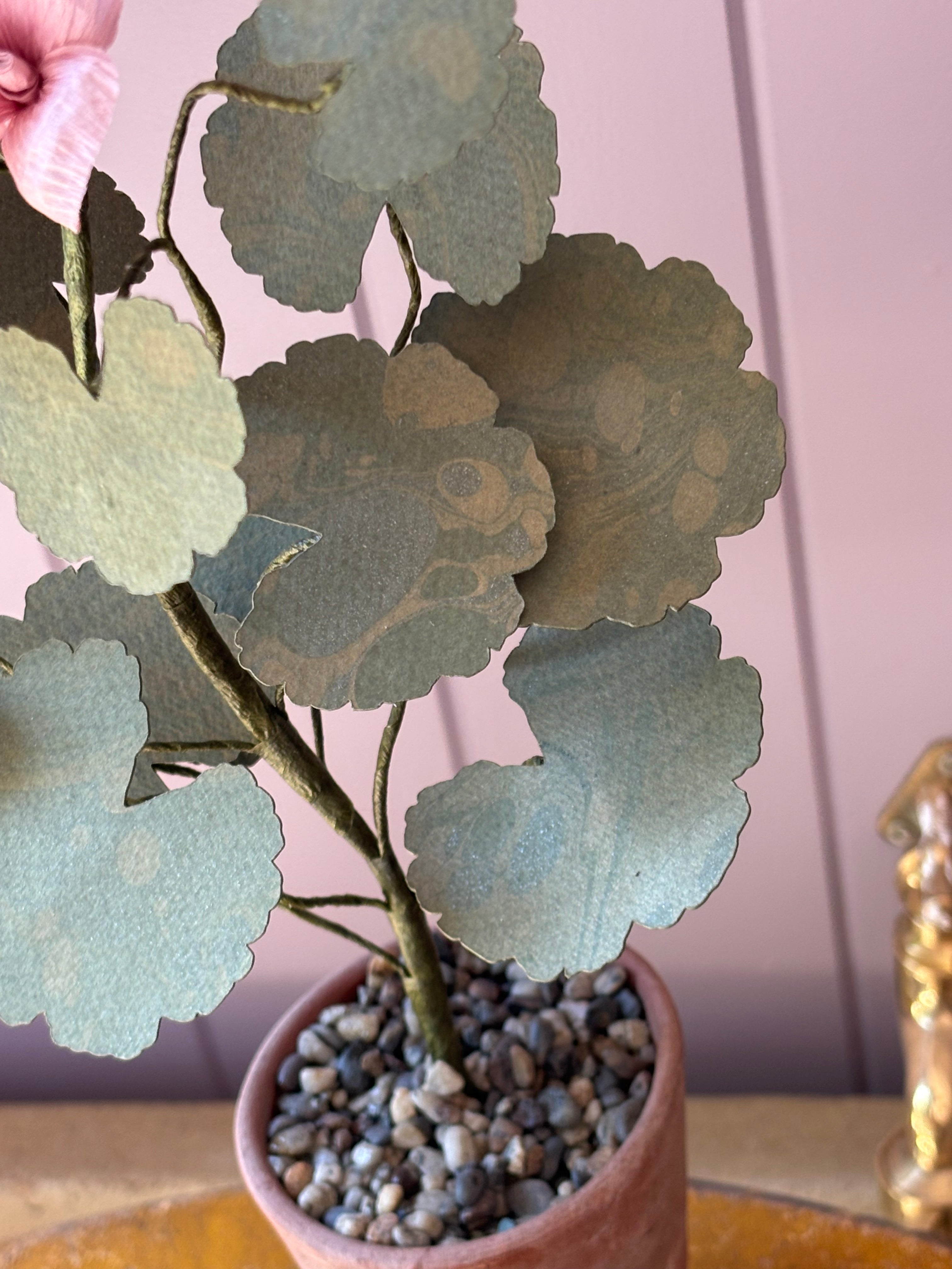 Paper geranium