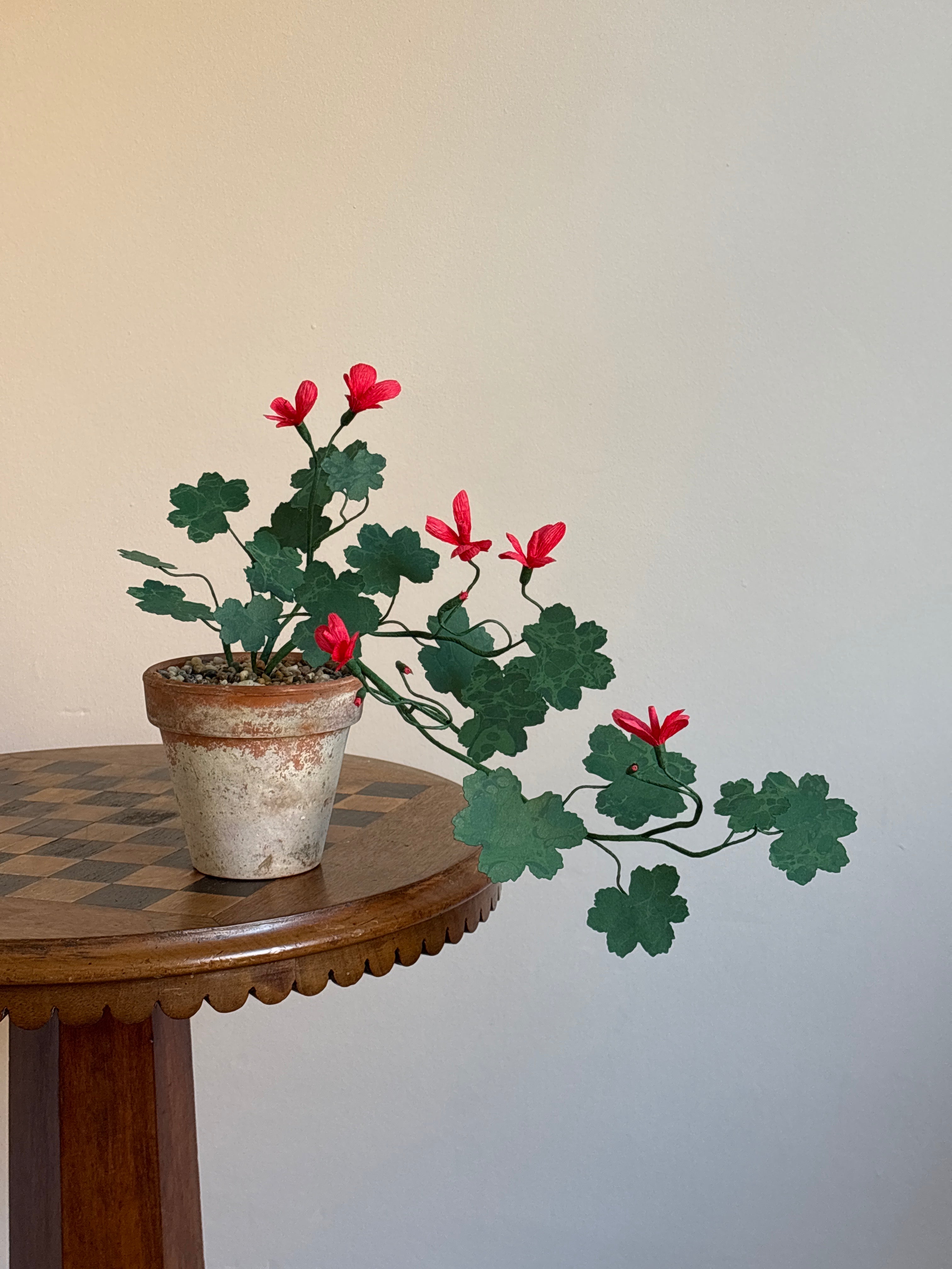 Paper Geranium, trailing