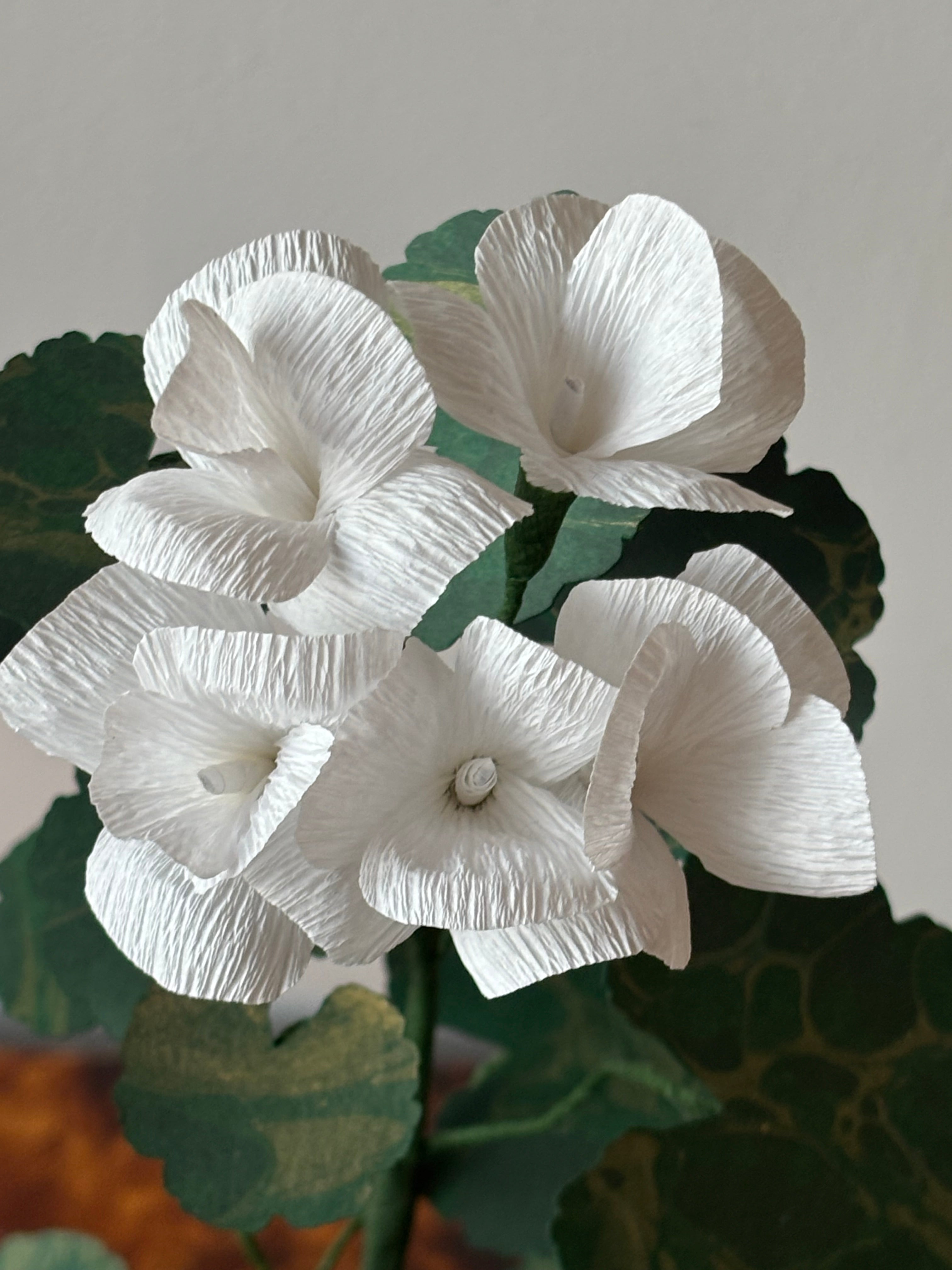 Paper Geranium