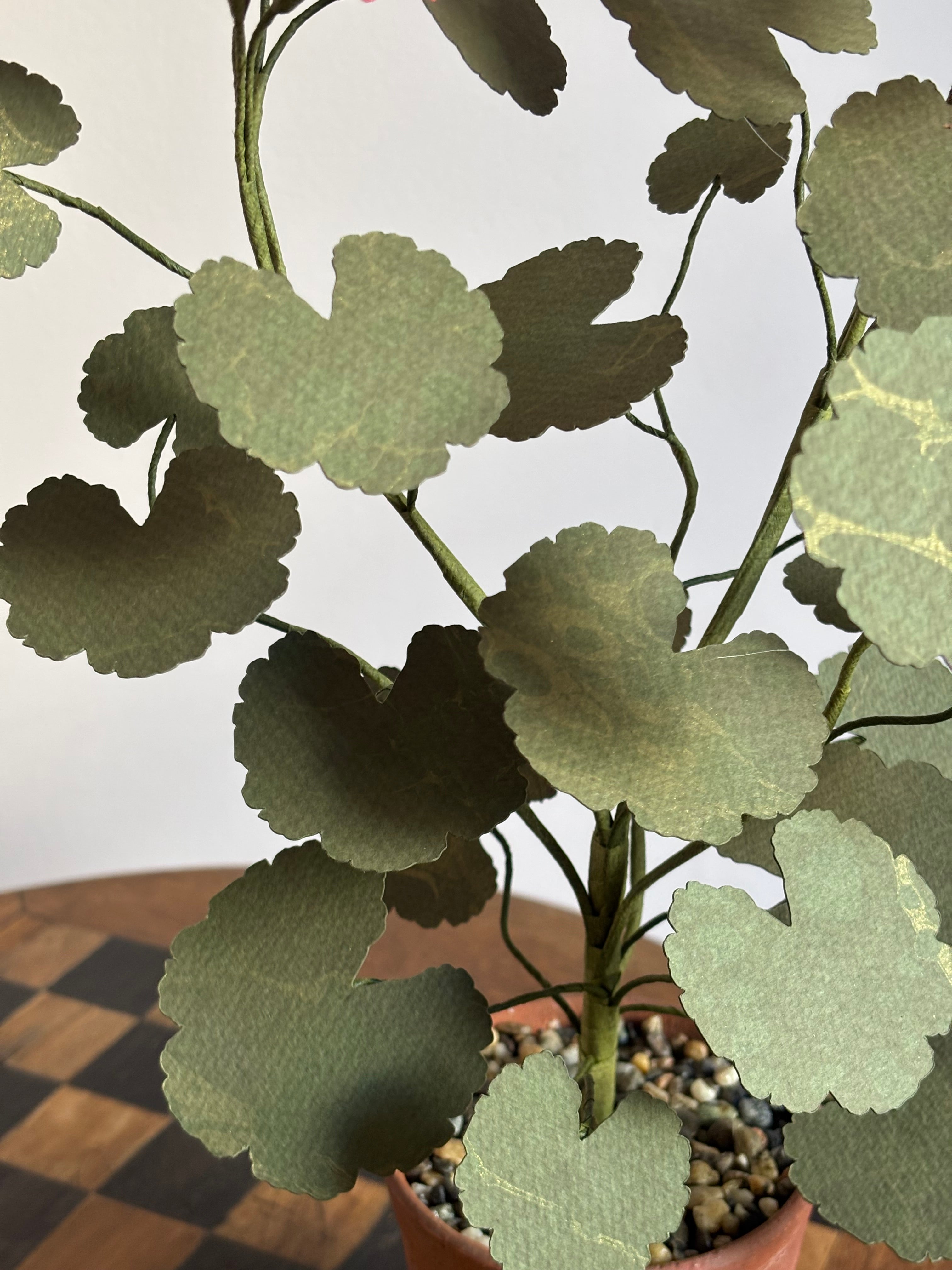 Paper Geranium