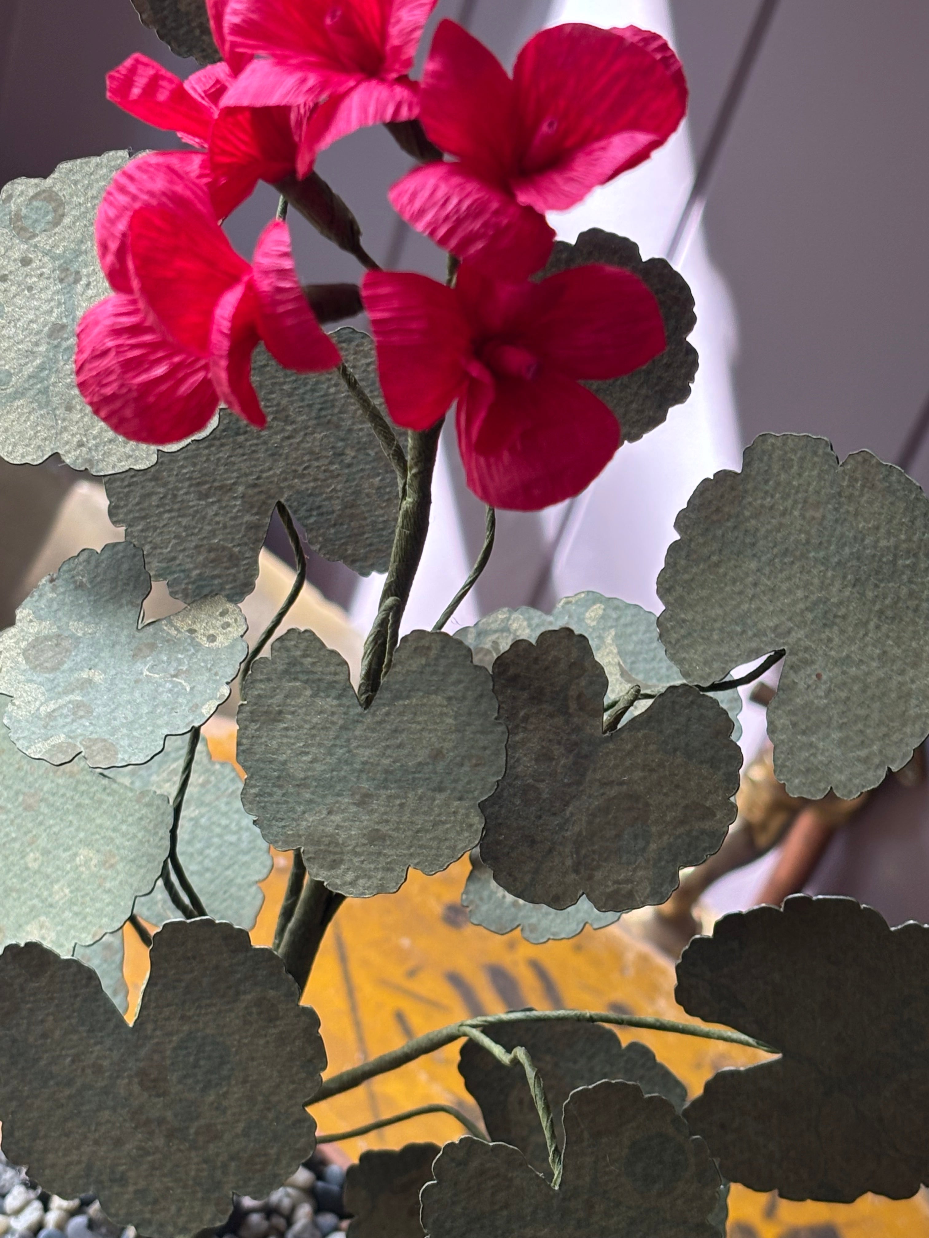 Paper geranium