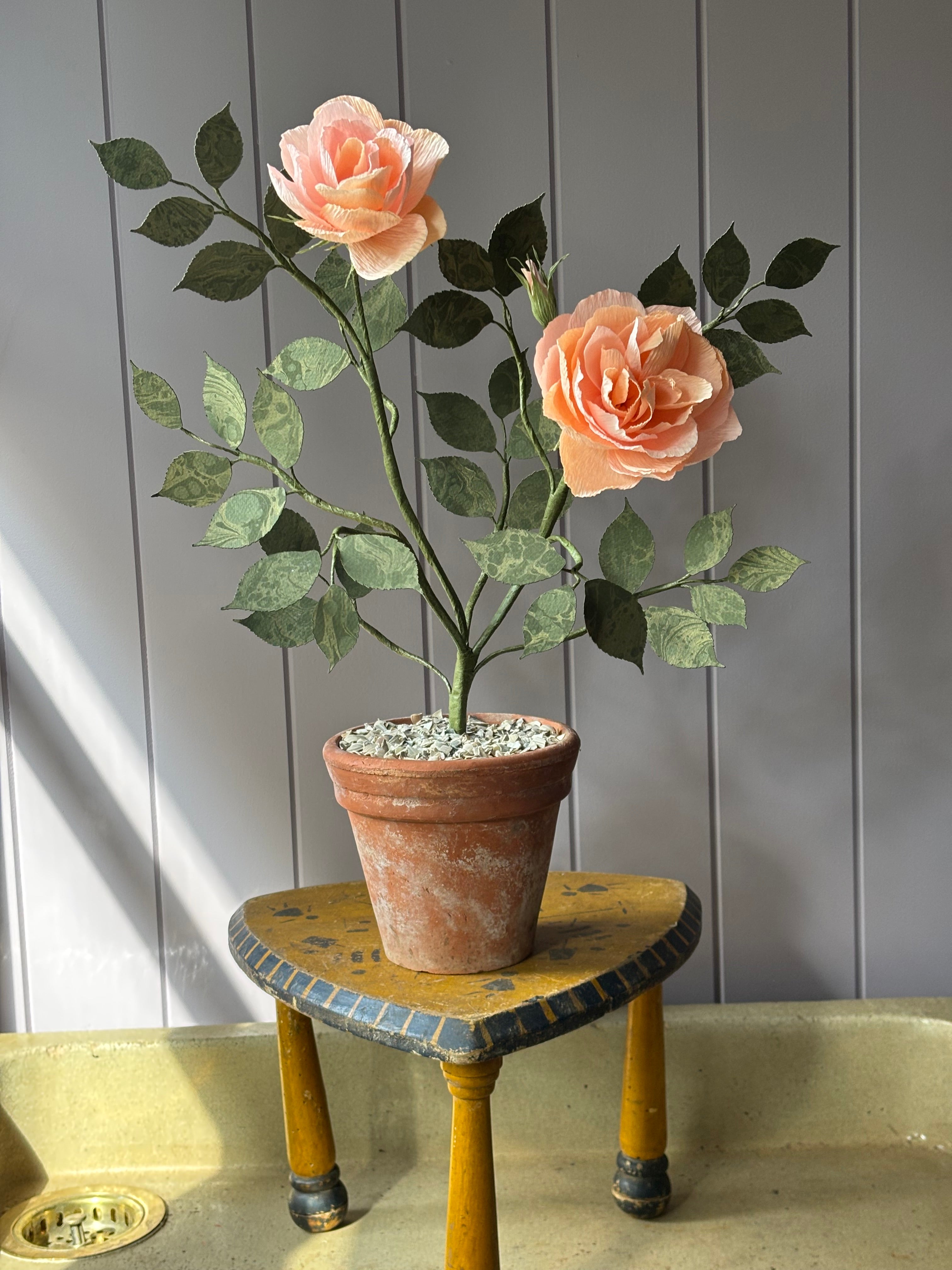 Paper Shrub Rose