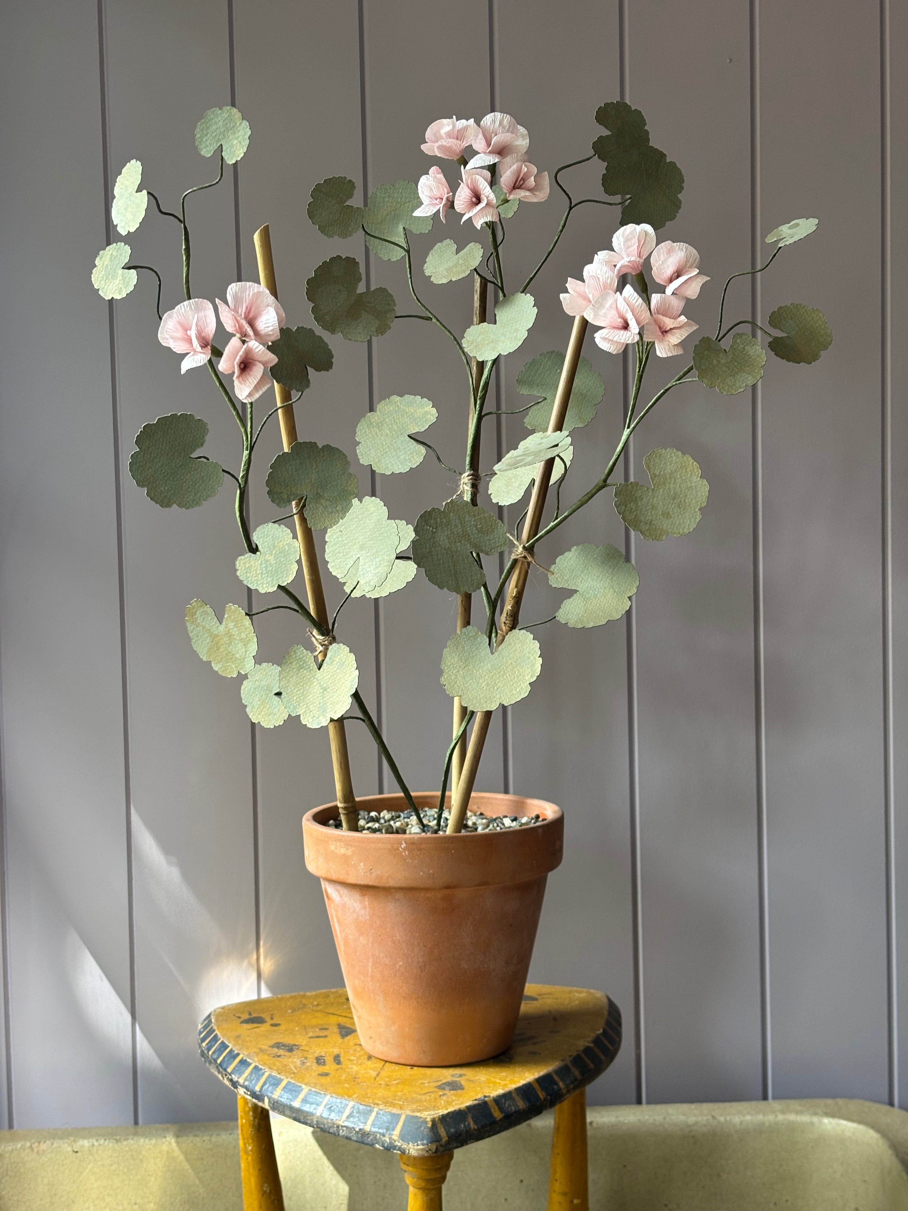 Paper geranium
