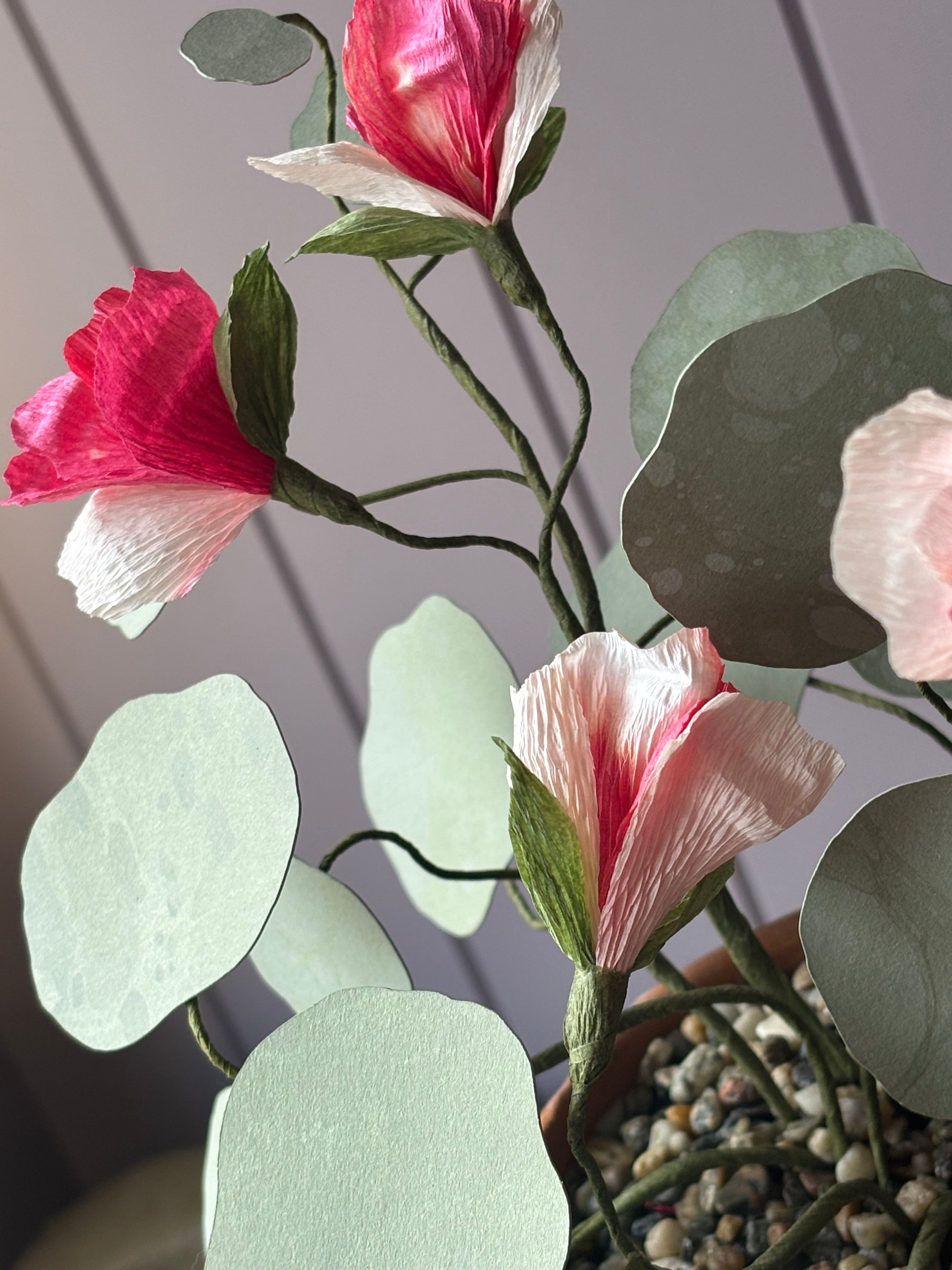 Nasturtium, trailing