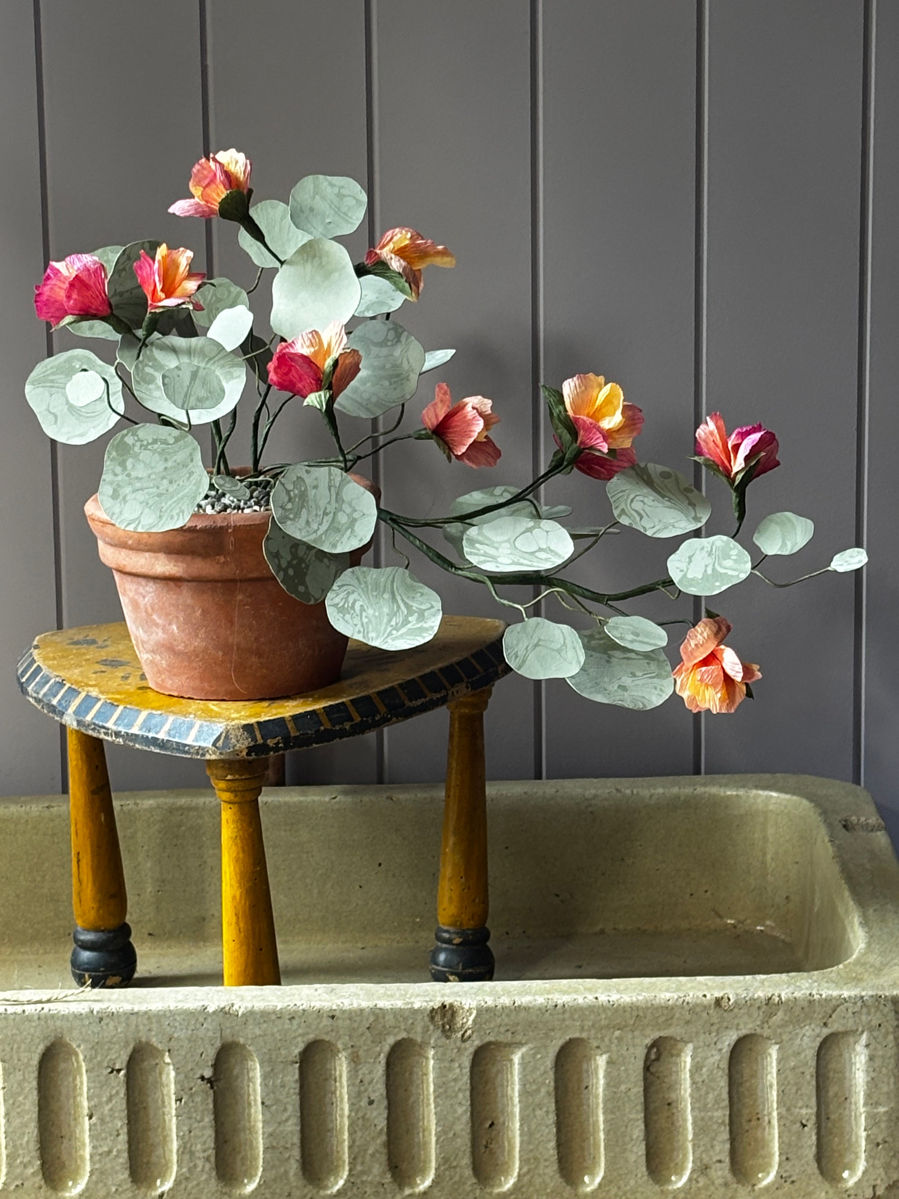 Paper Nasturtium, trailing