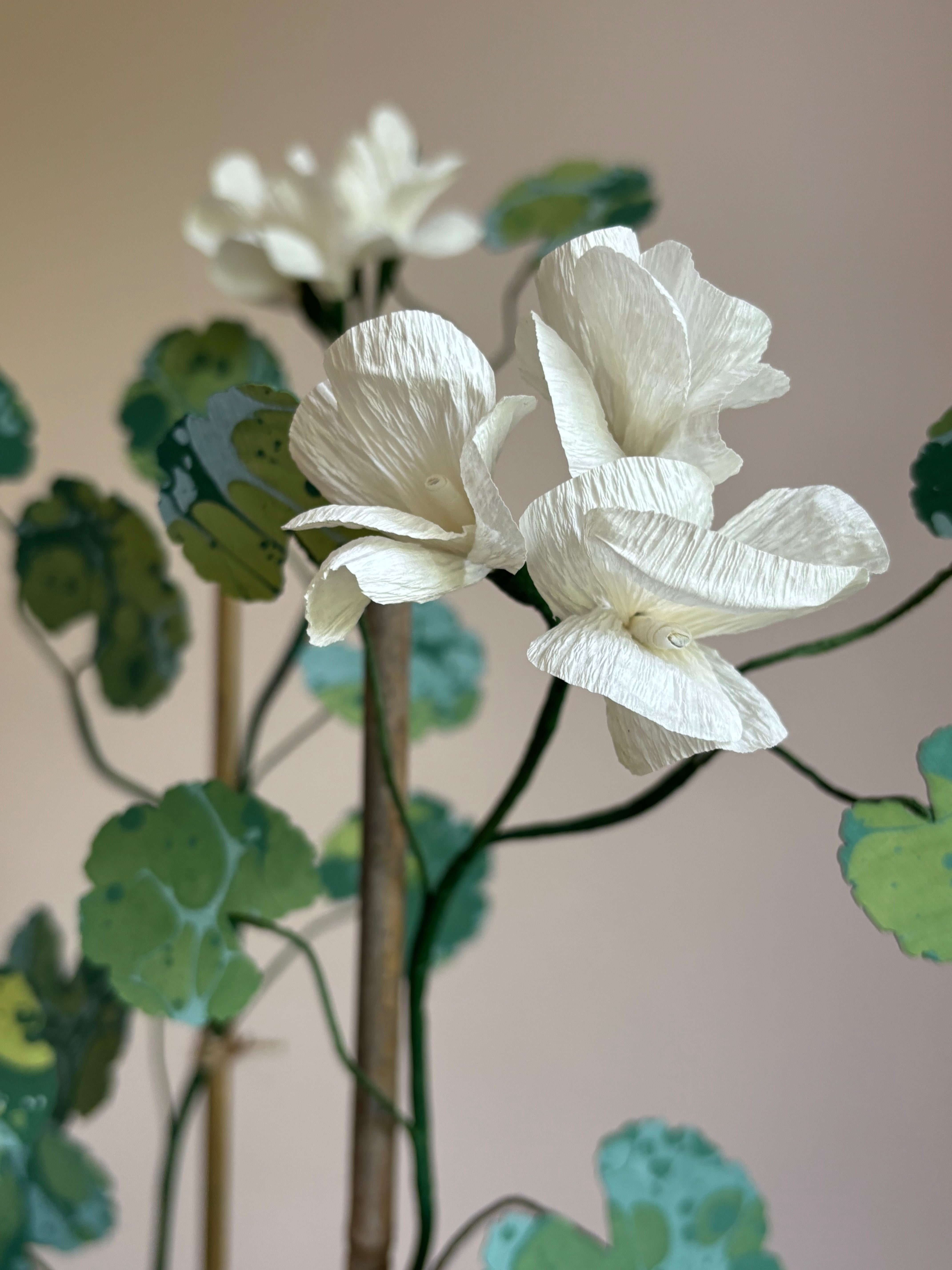 Paper Geranium