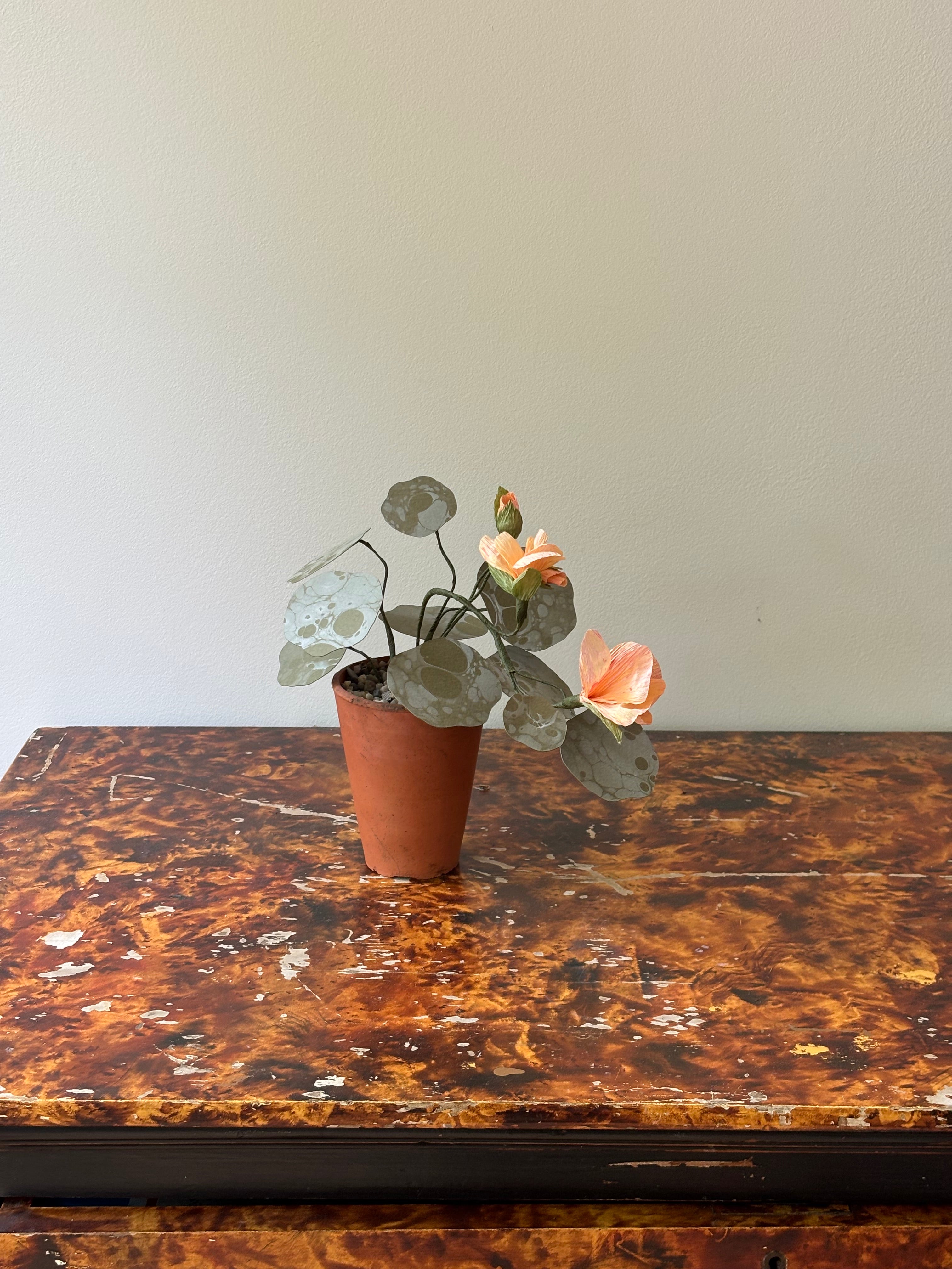 Nasturtium, trailing